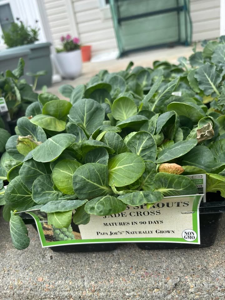 Brussell sprouts