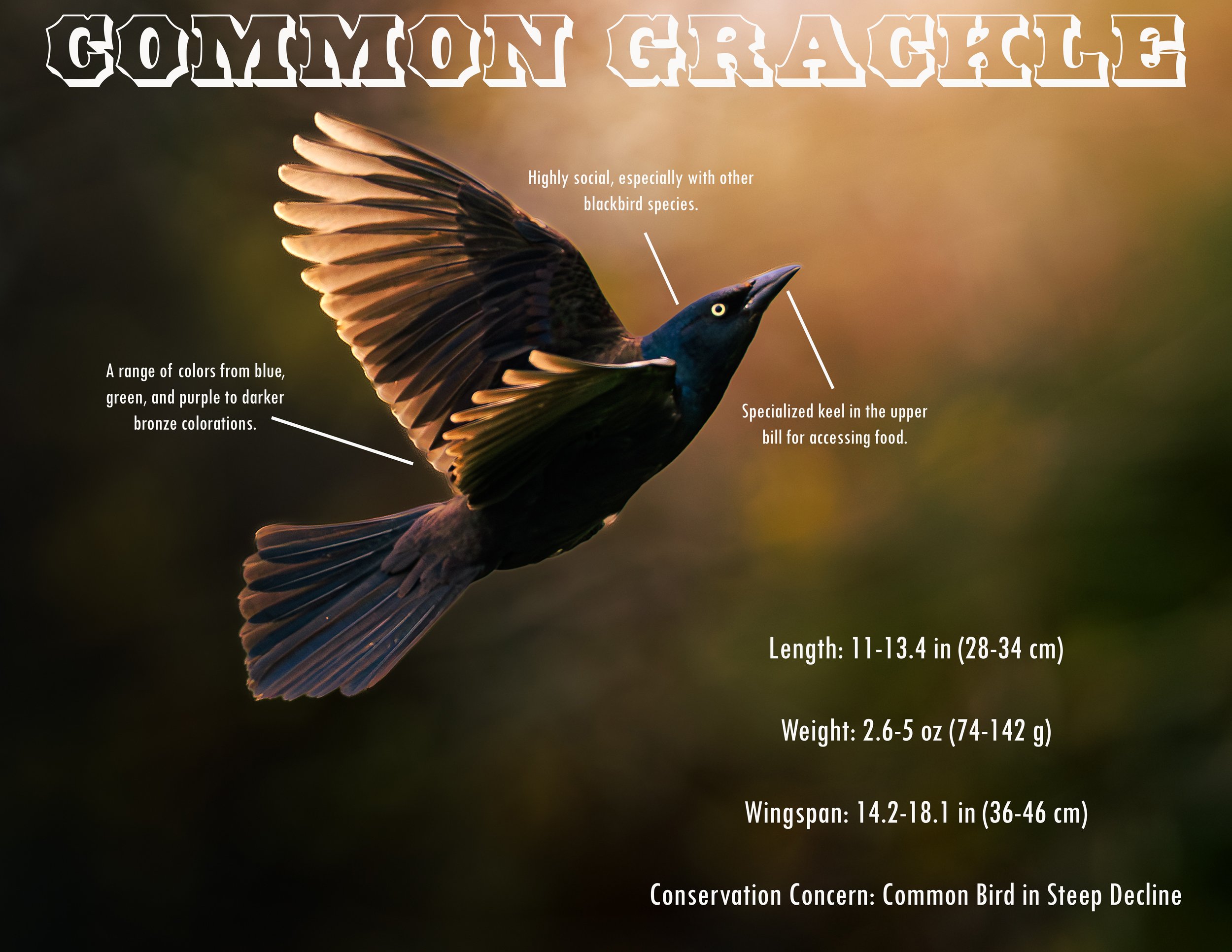 Common Grackle-1.3.jpg