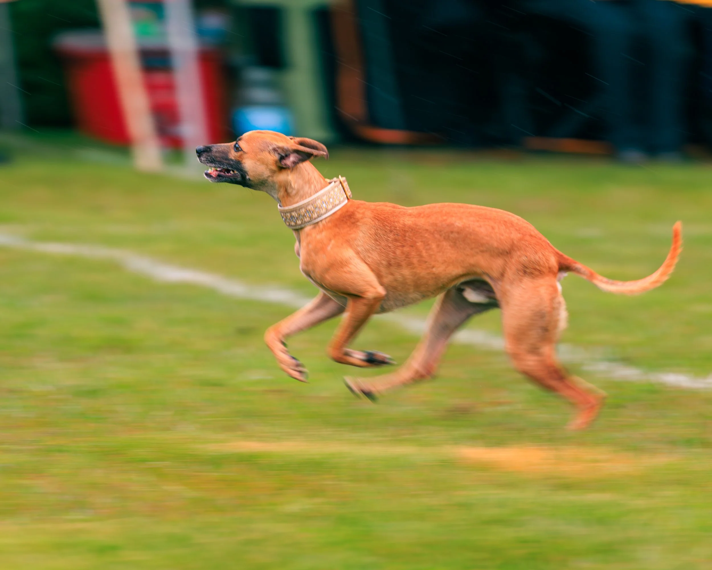 2026FrankenmuthDogBowl_Batch2-10.jpg