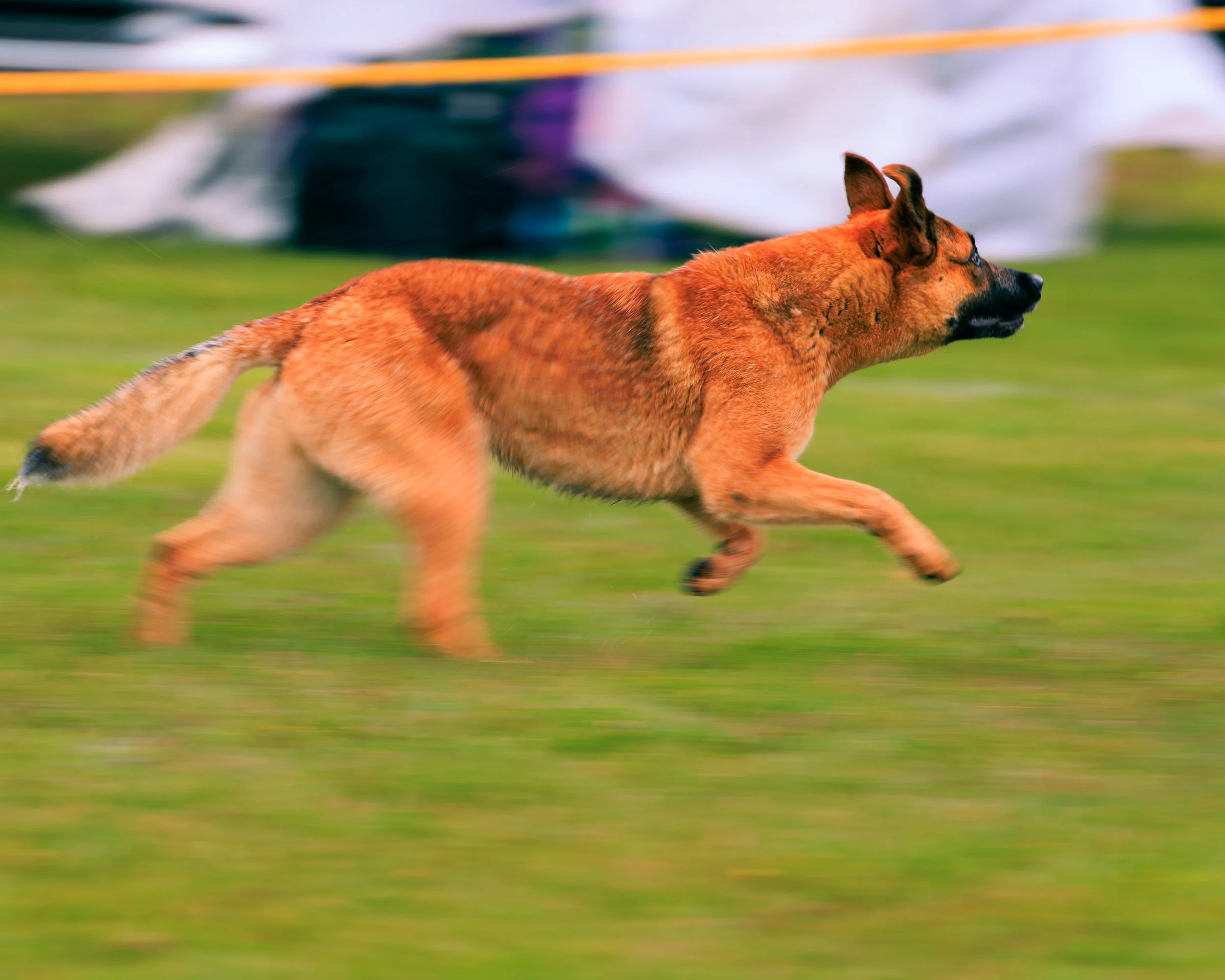 2026FrankenmuthDogBowl_Batch2-2.jpg