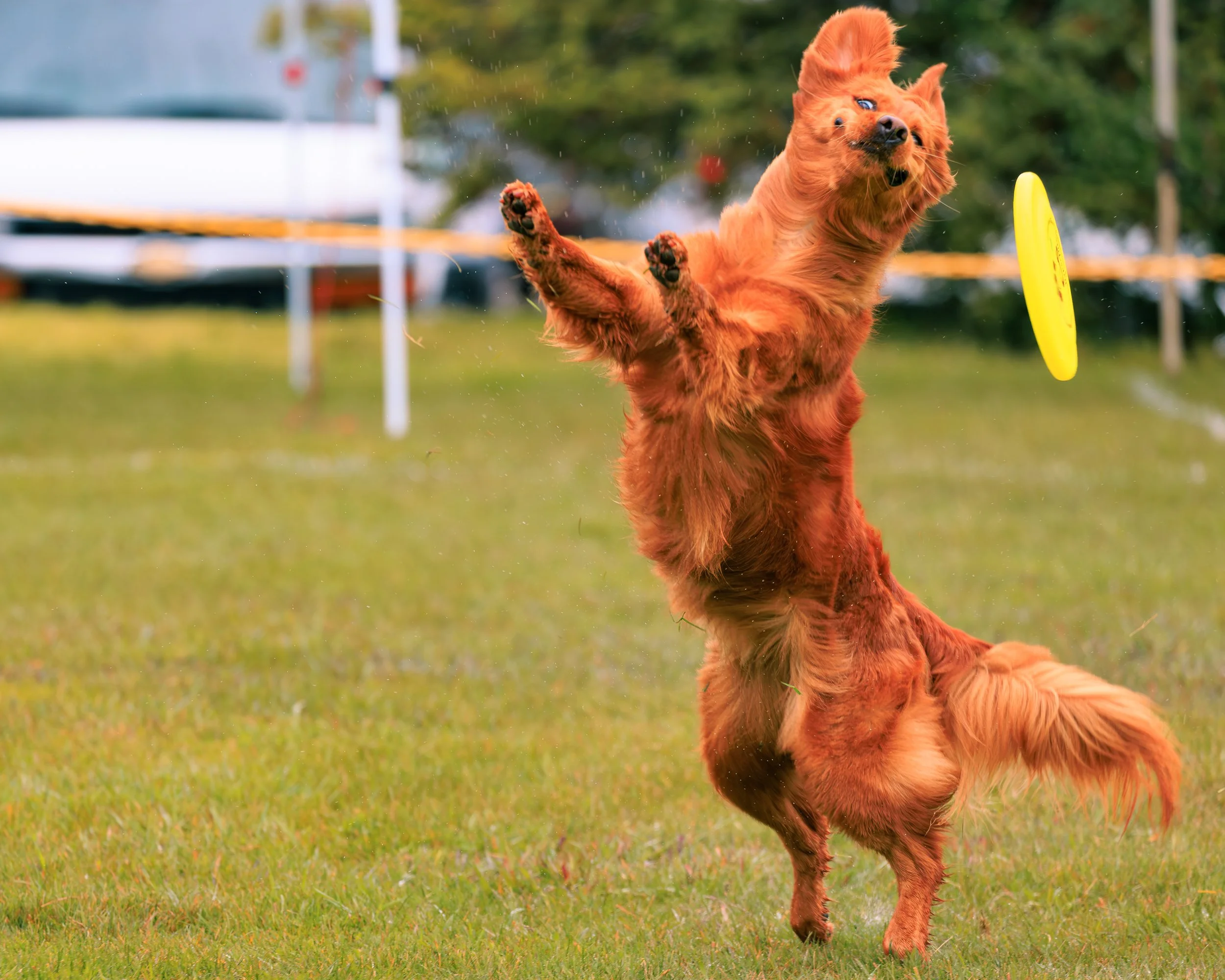 2026FrankenmuthDogBowl_Batch3-5.jpg