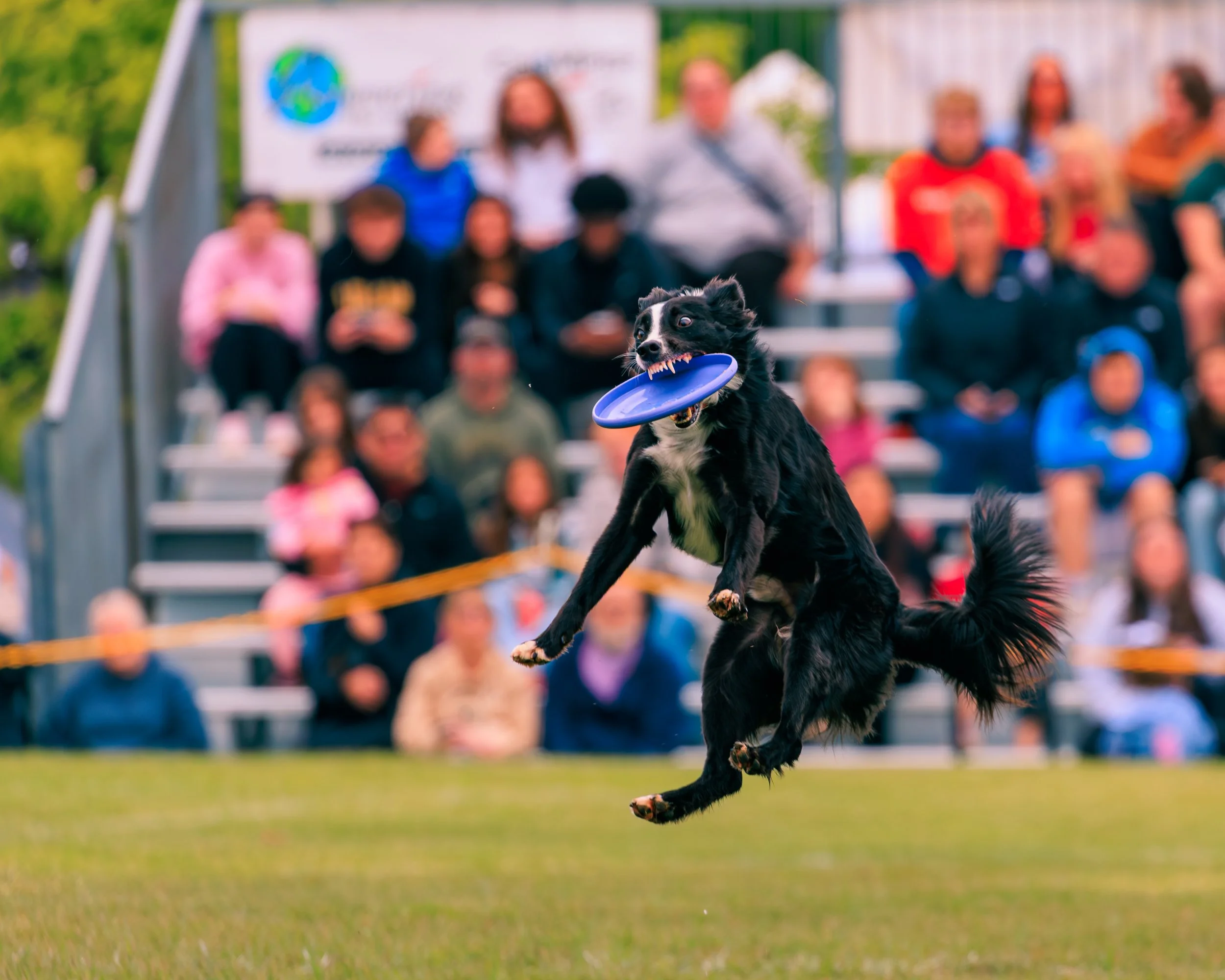 FrankenmuthDogBowl26_Batch5-6.jpg