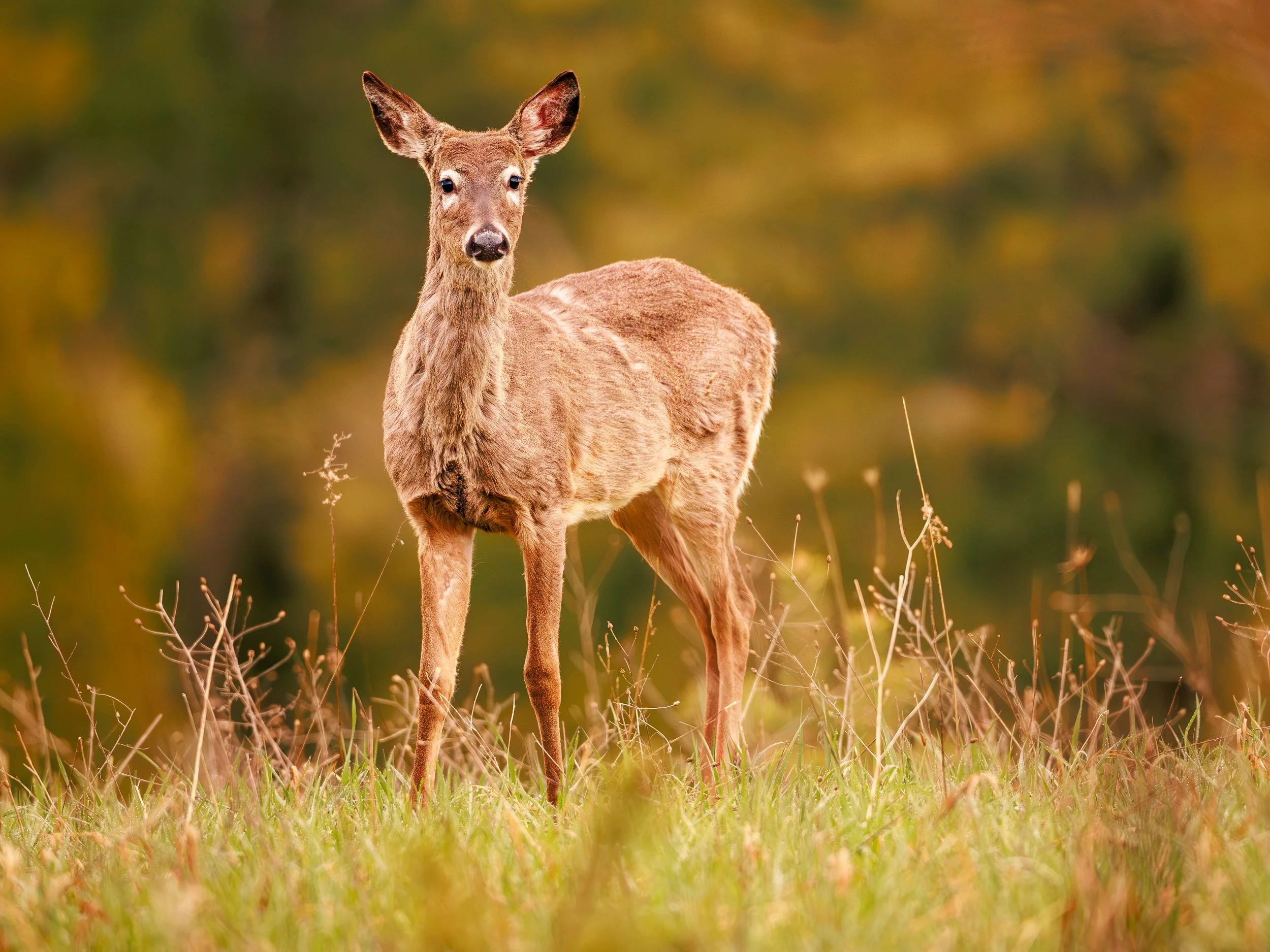 deer-1.jpg
