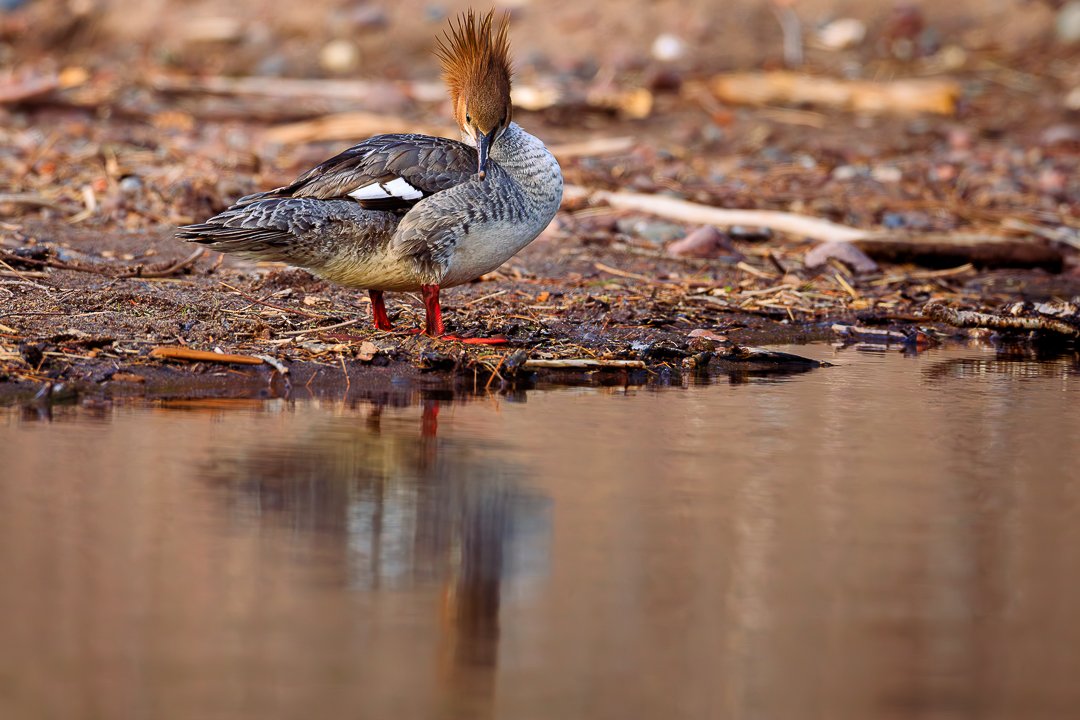 Common Merganser-1.jpg