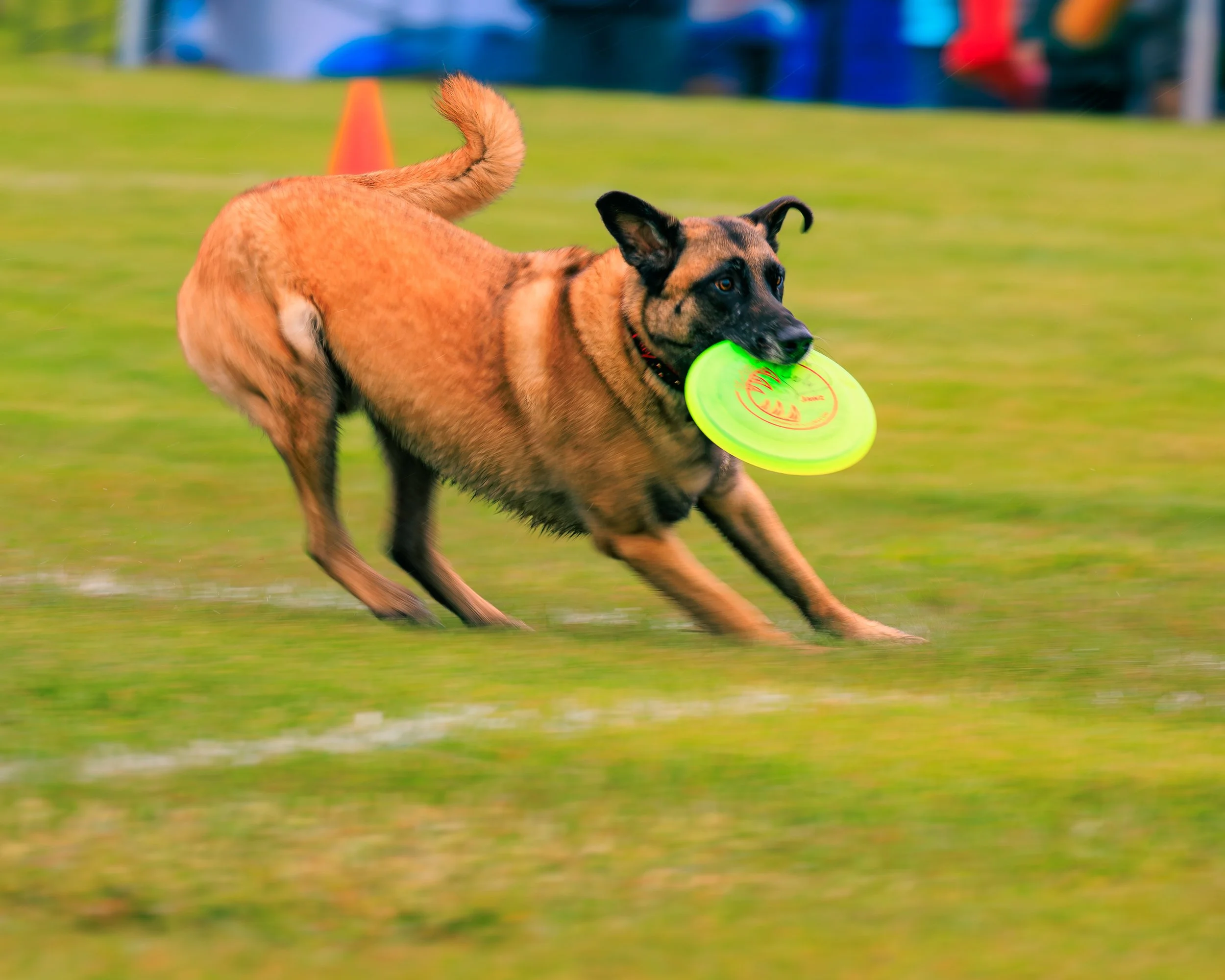 2026FrankenmuthDogBowl_Batch2-9.jpg