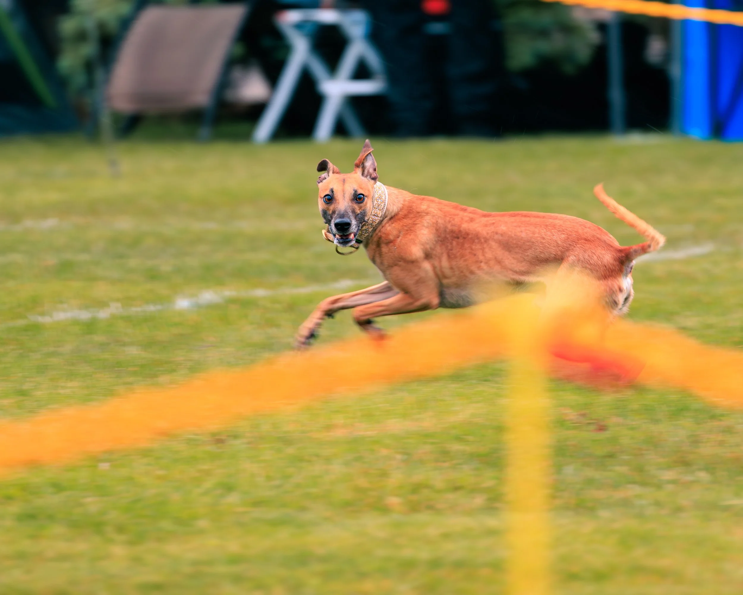 2026FrankenmuthDogBowl_Batch3-1.jpg