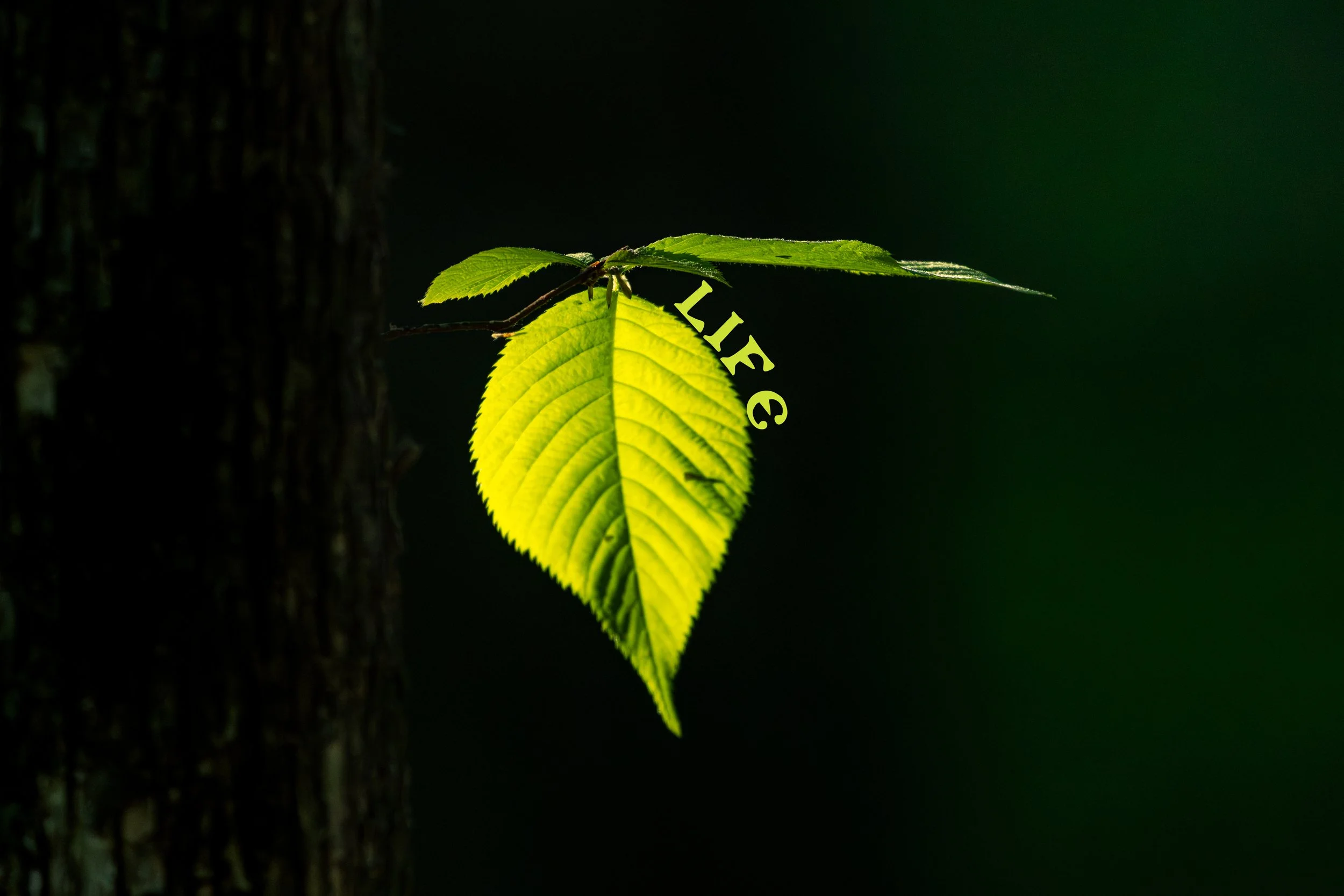 Life-1.2.jpg