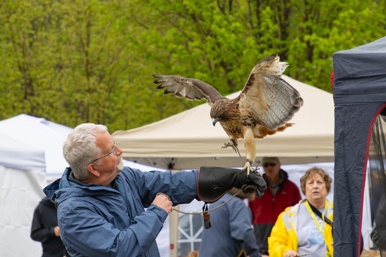 Skekemog Raptor Center 2025 Petoskey Stone Festival