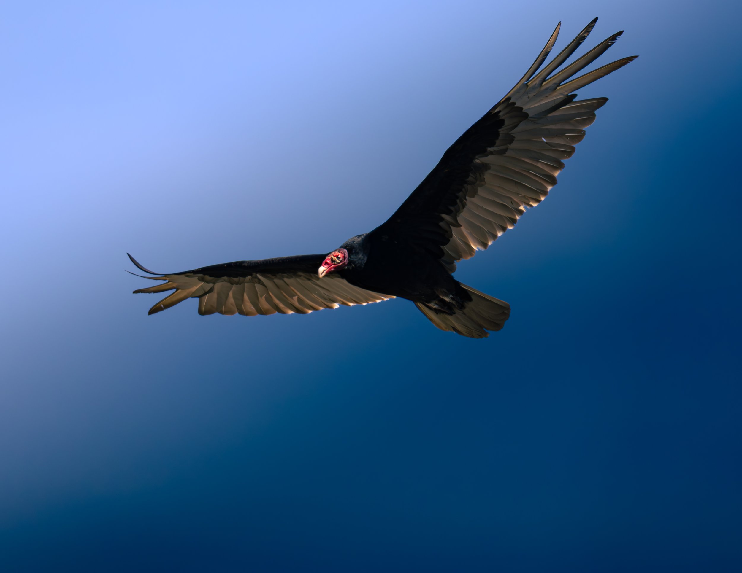 TurkeyVulture-1.jpg