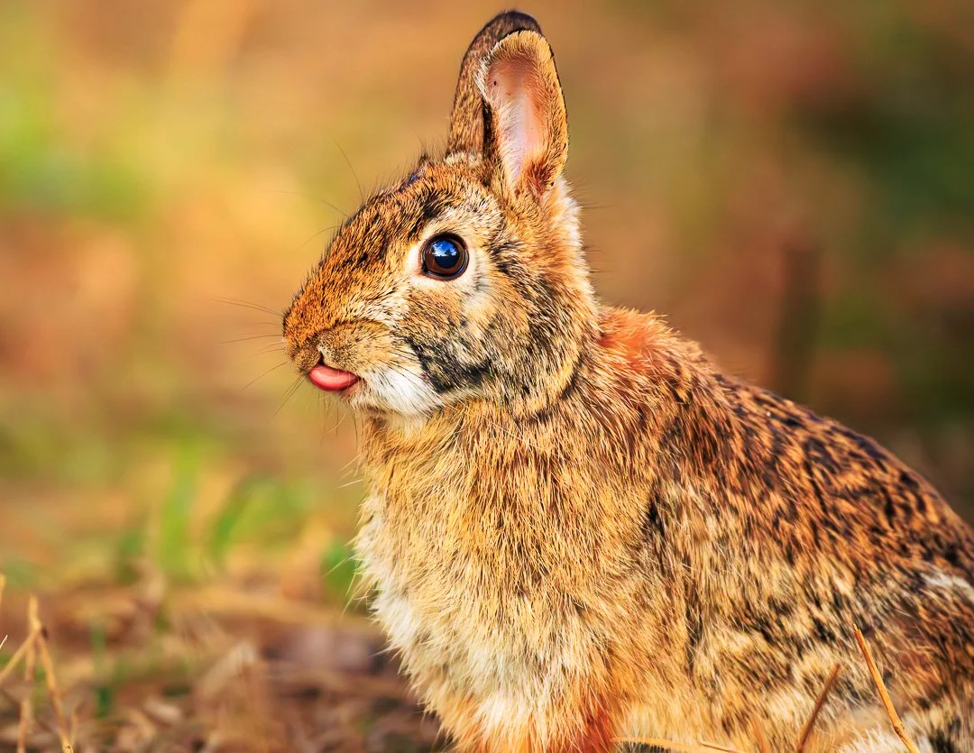 Bunny-1.jpg