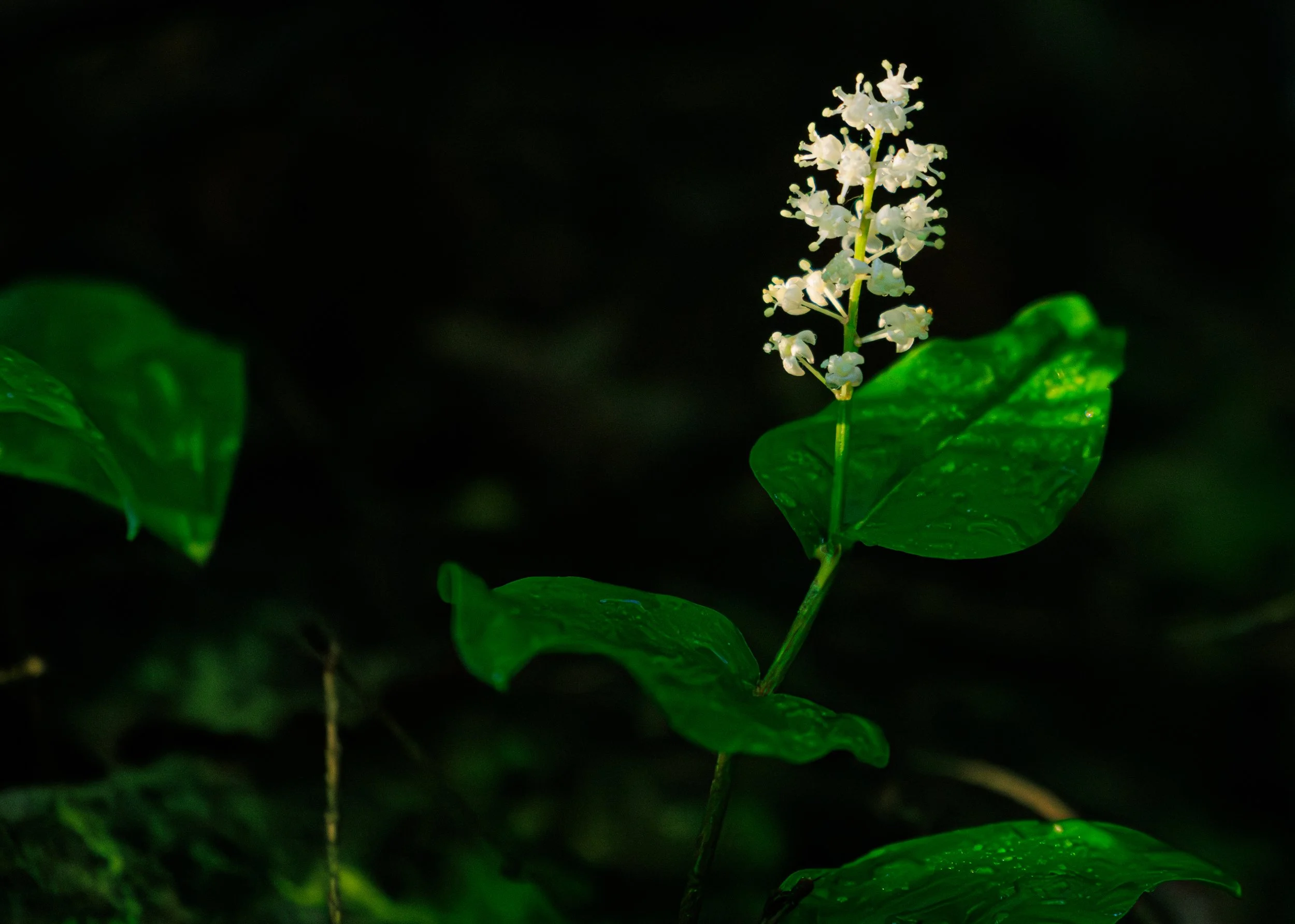 CloseFocusPorcupineMountainsStatePark-2.jpg