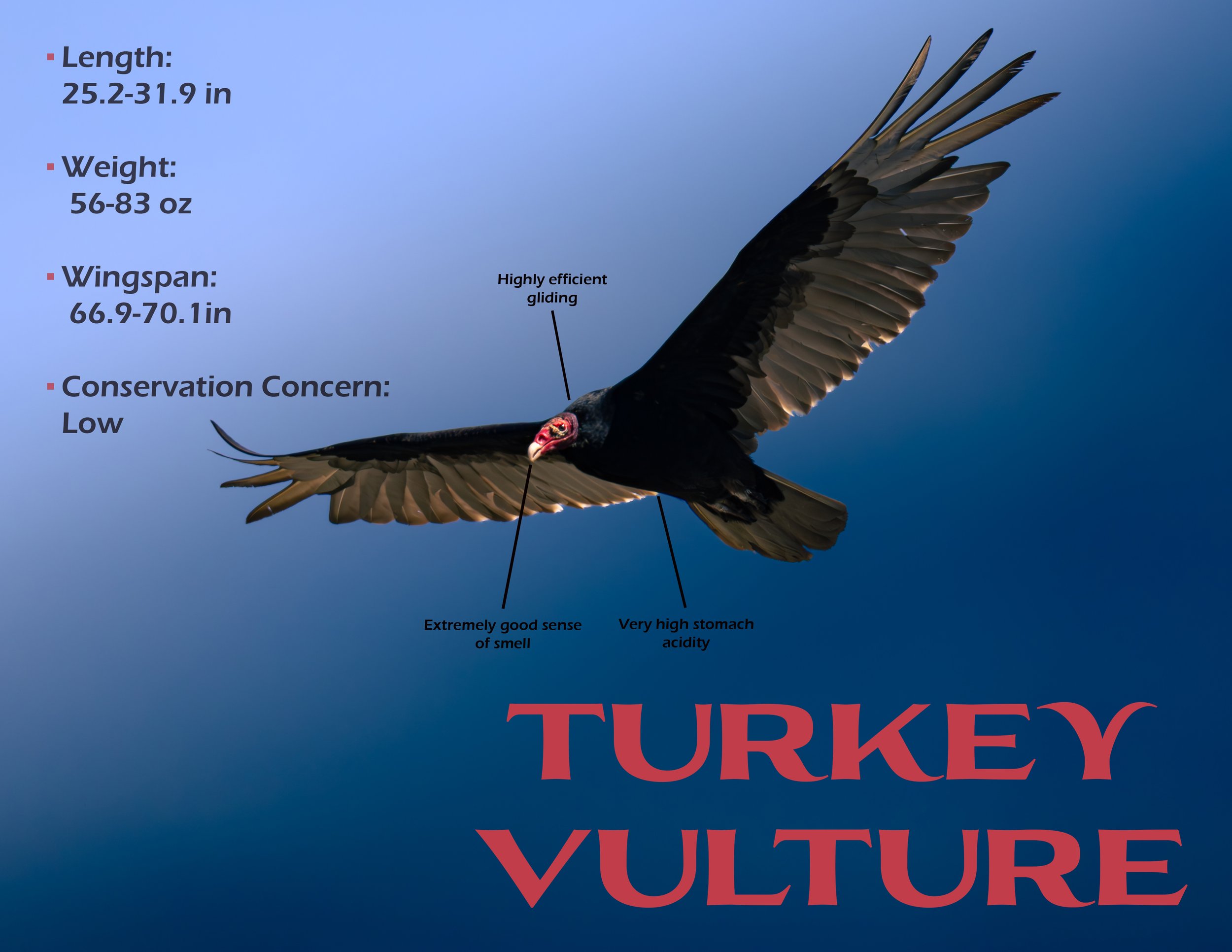 TurkeyVulture-1.2.jpg