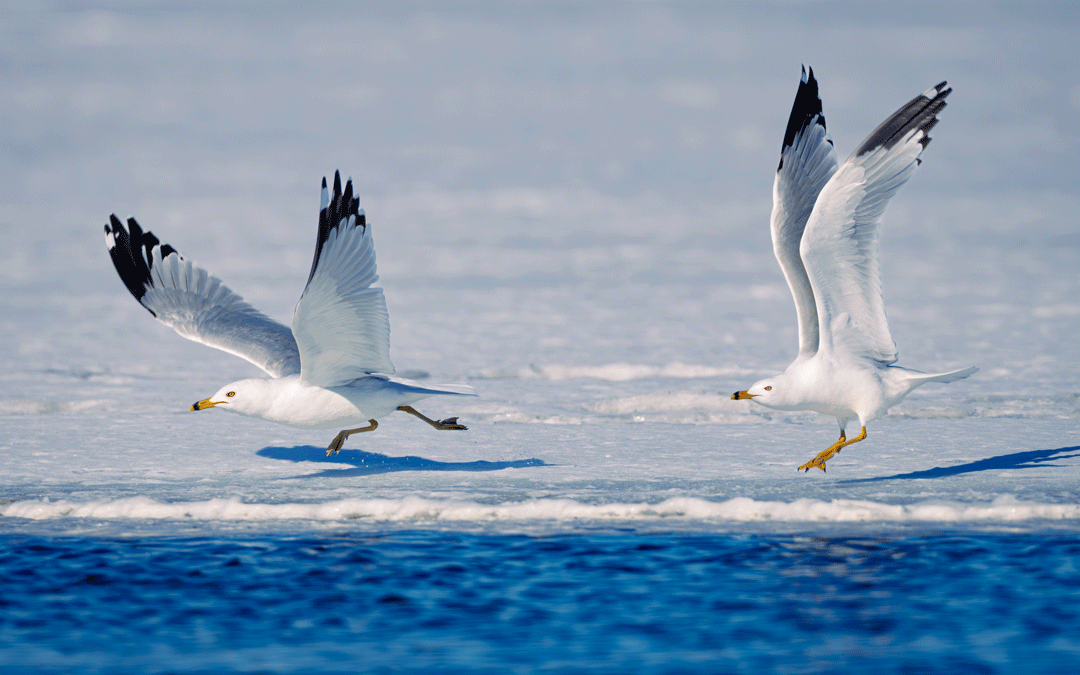 RingBilledGullGif.gif