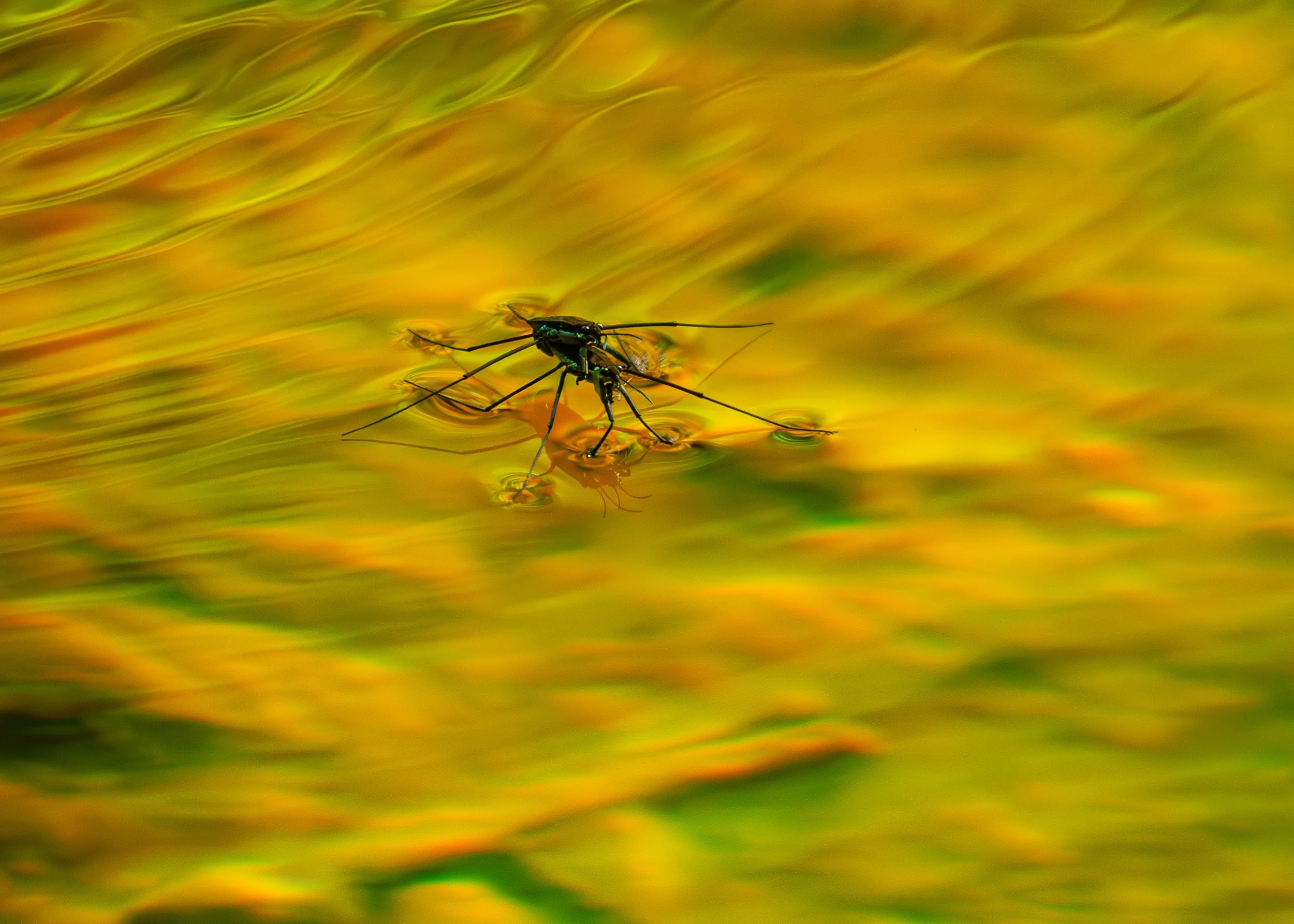 CloseFocusPorcupineMountainsStatePark-6.jpg