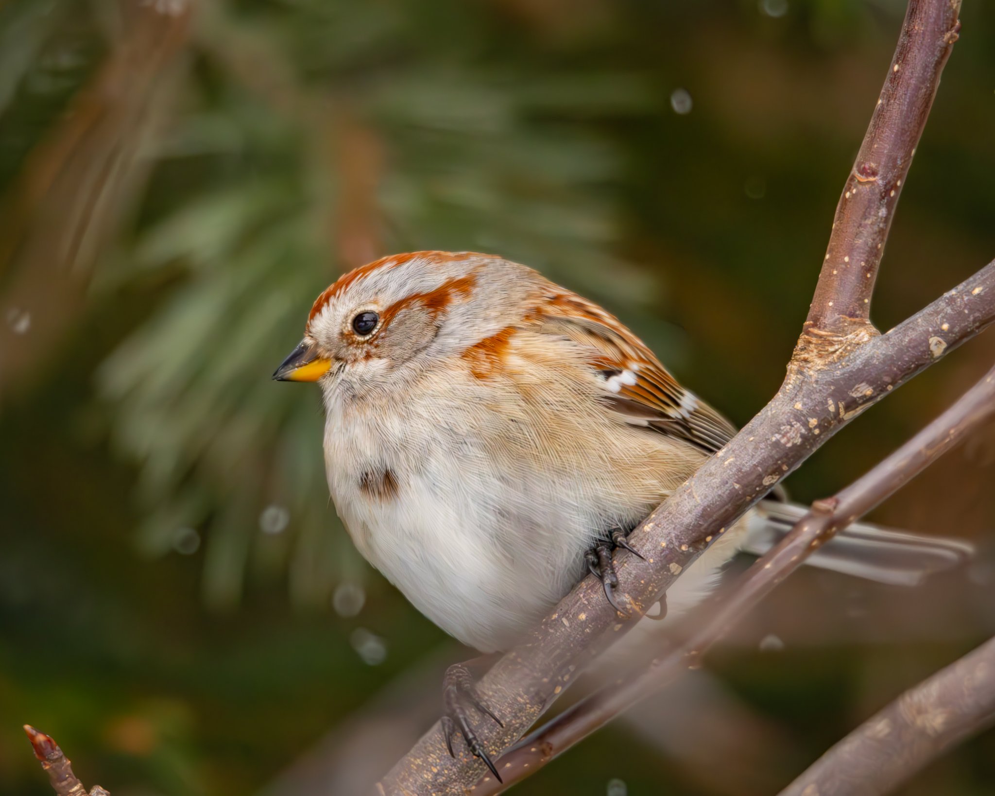 Snow Sparrow