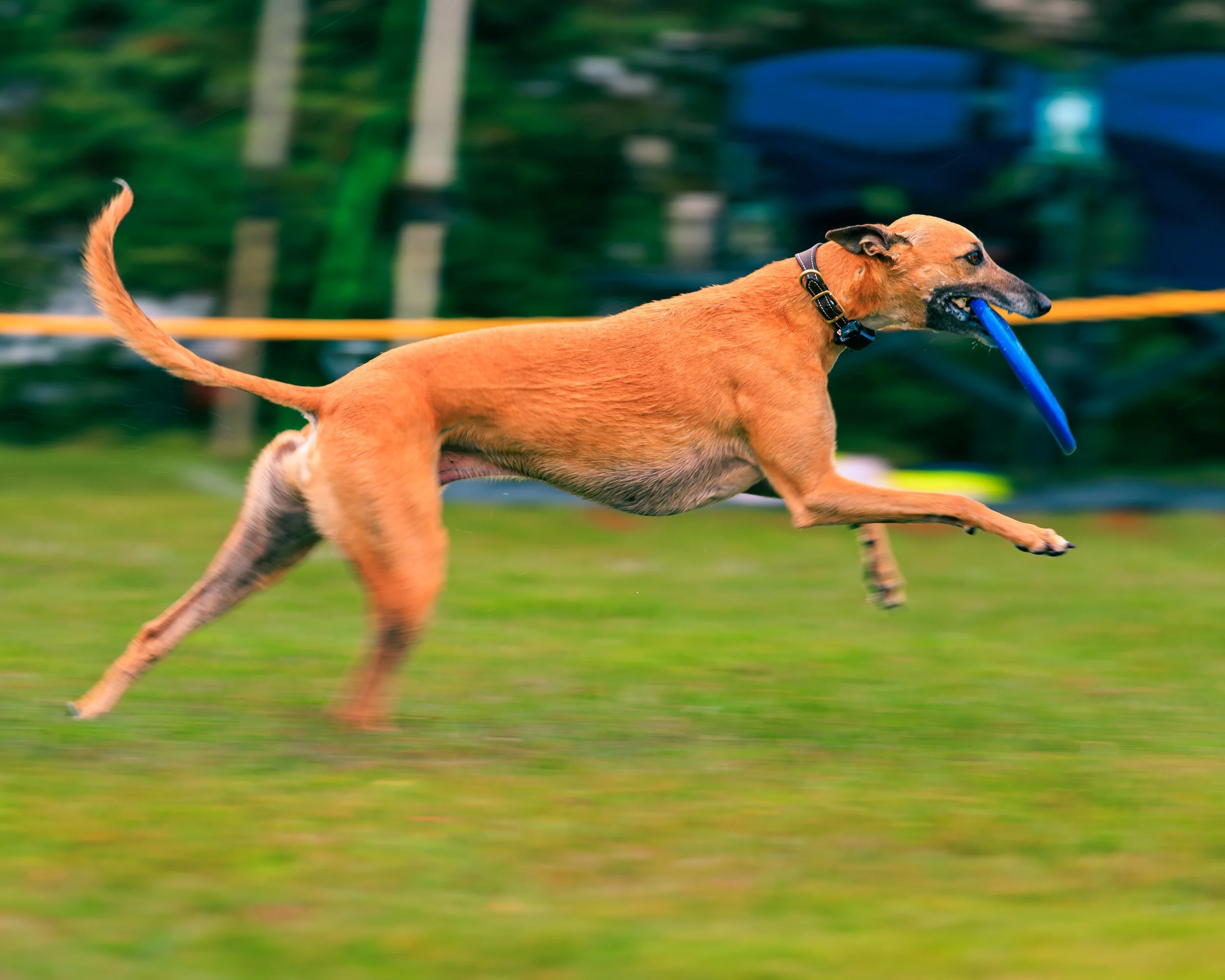 2026FrankenmuthDogBowl_Batch2-6.jpg