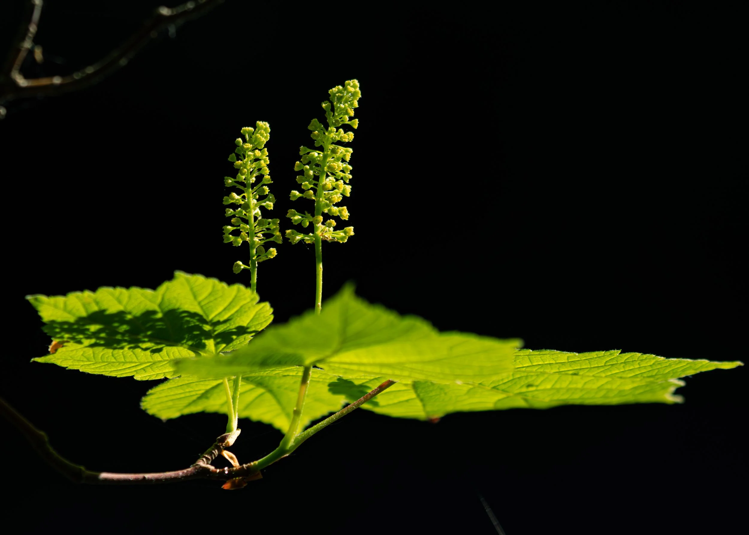 CloseFocusPorcupineMountainsStatePark-5.jpg