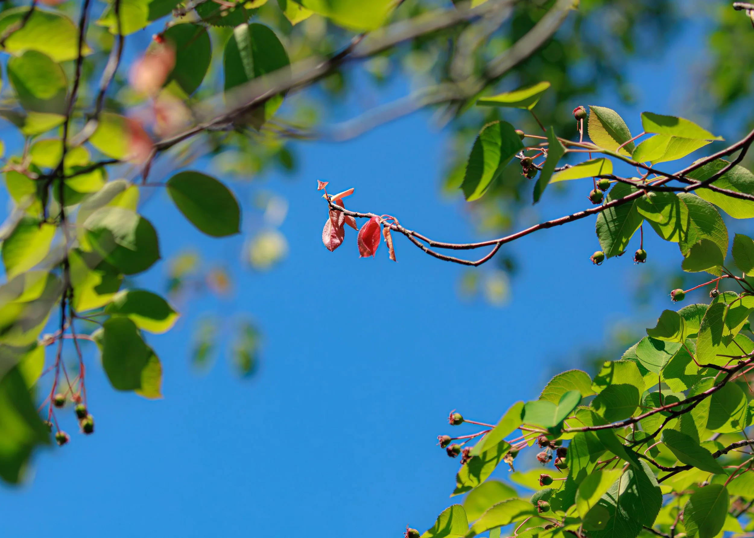 CloseFocusPorcupineMountainsStatePark-9.jpg