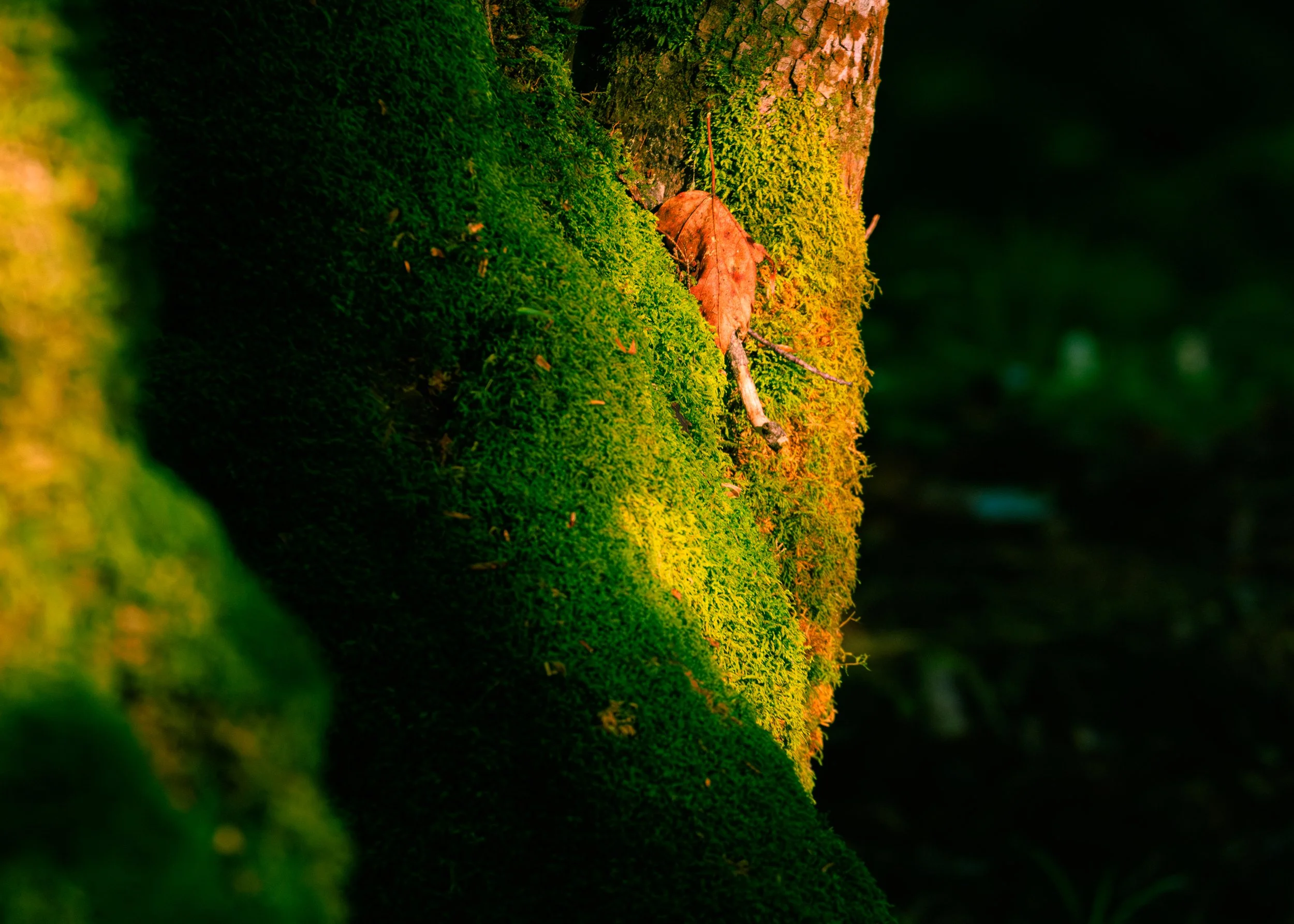 CloseFocusPorcupineMountainsStatePark-4.jpg