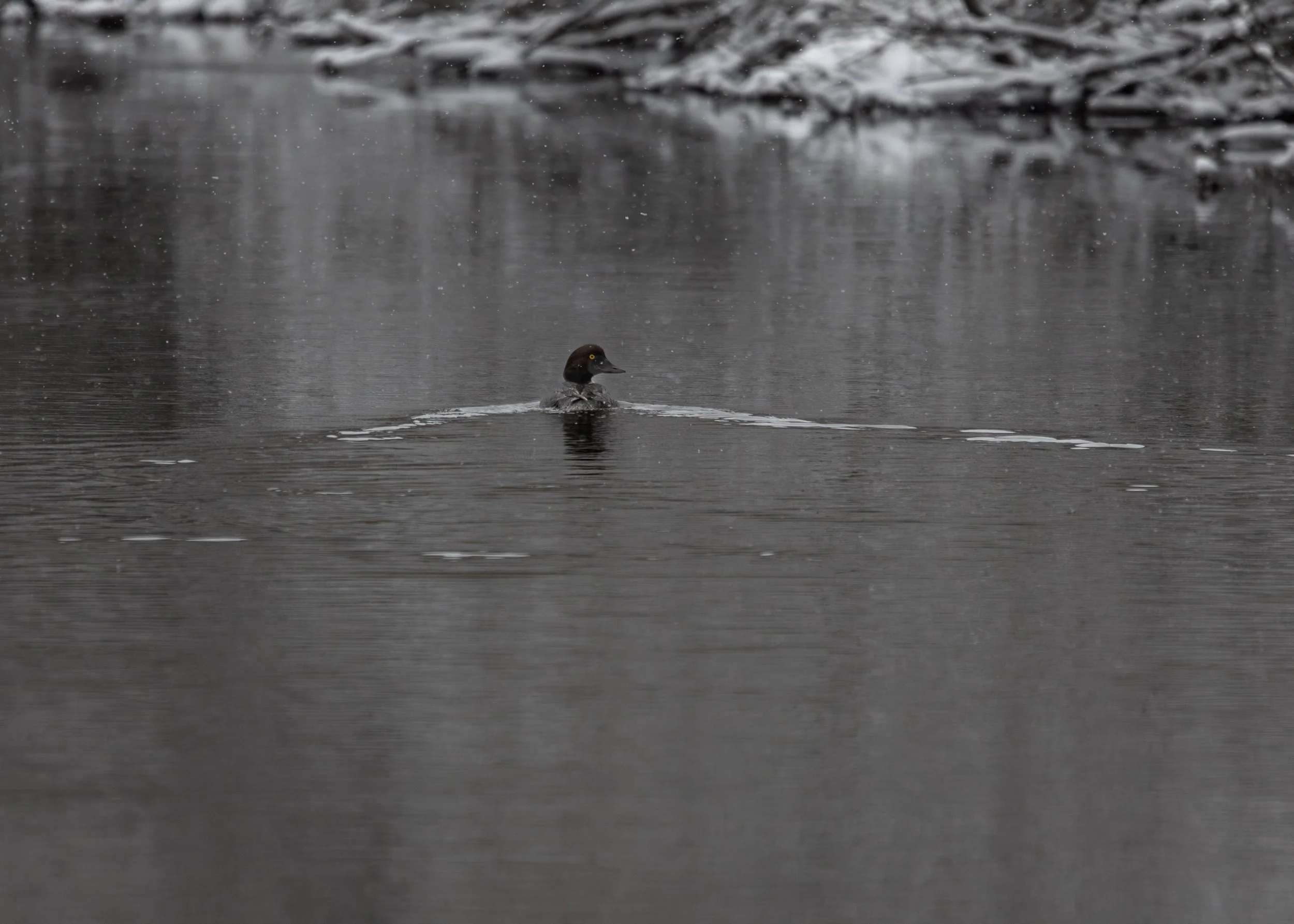 Common_Goldeneye-1.jpg