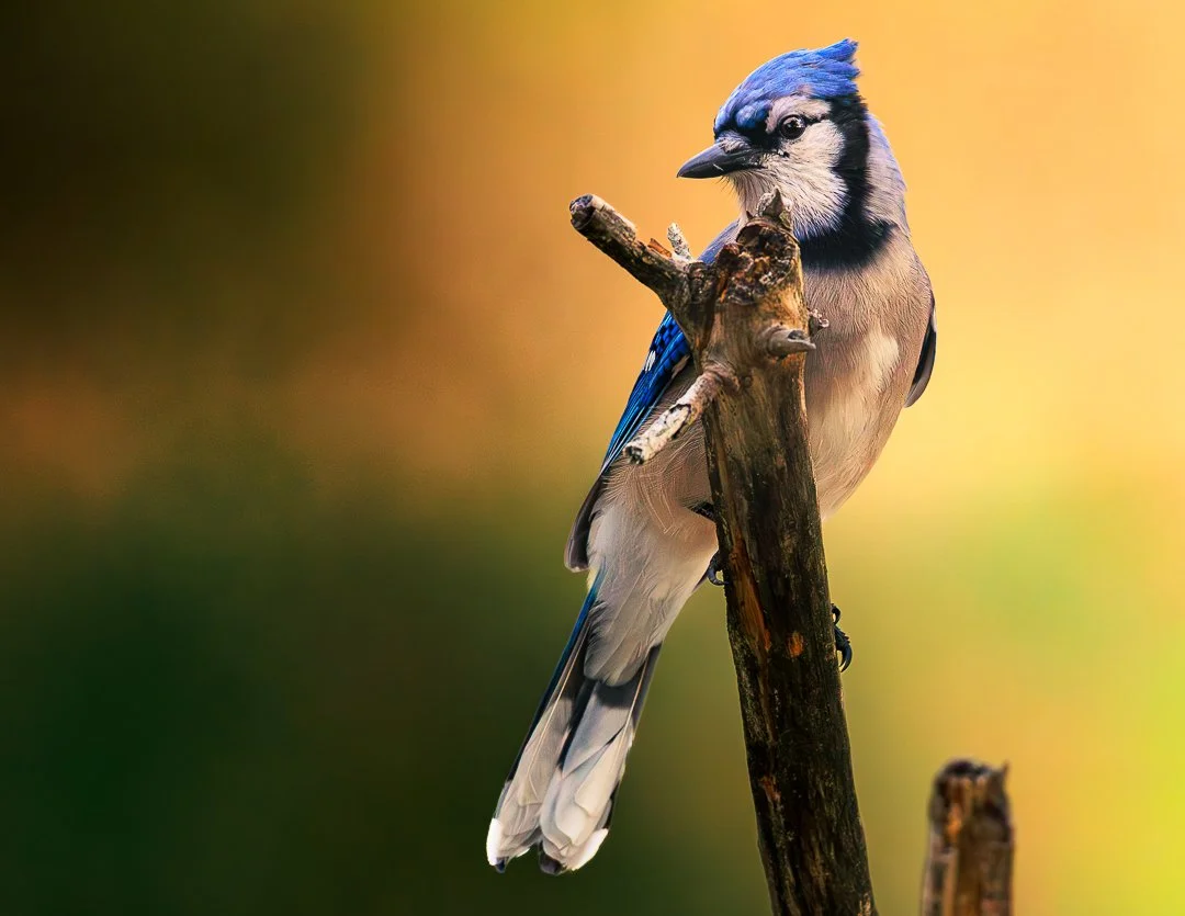 BlueJay55-1.jpg