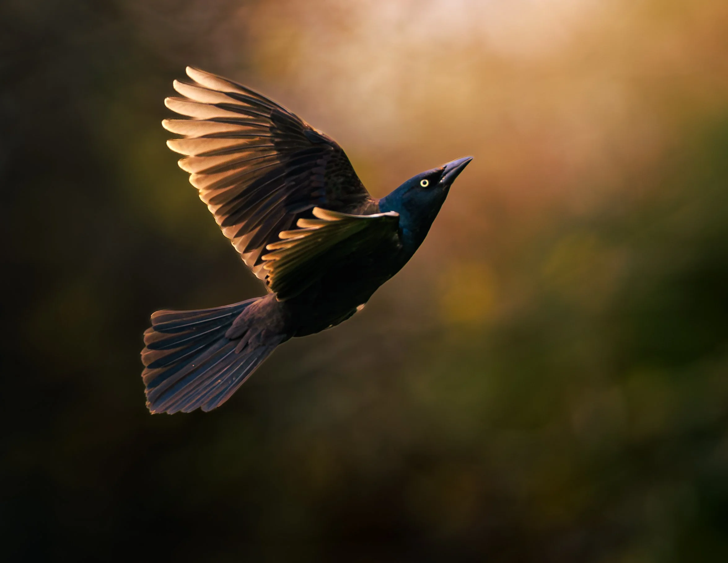 Common Grackle-1.jpg