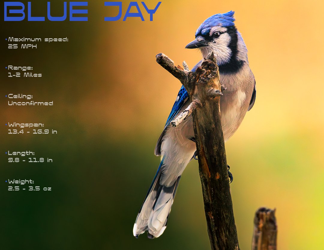 BlueJay55-515.jpg
