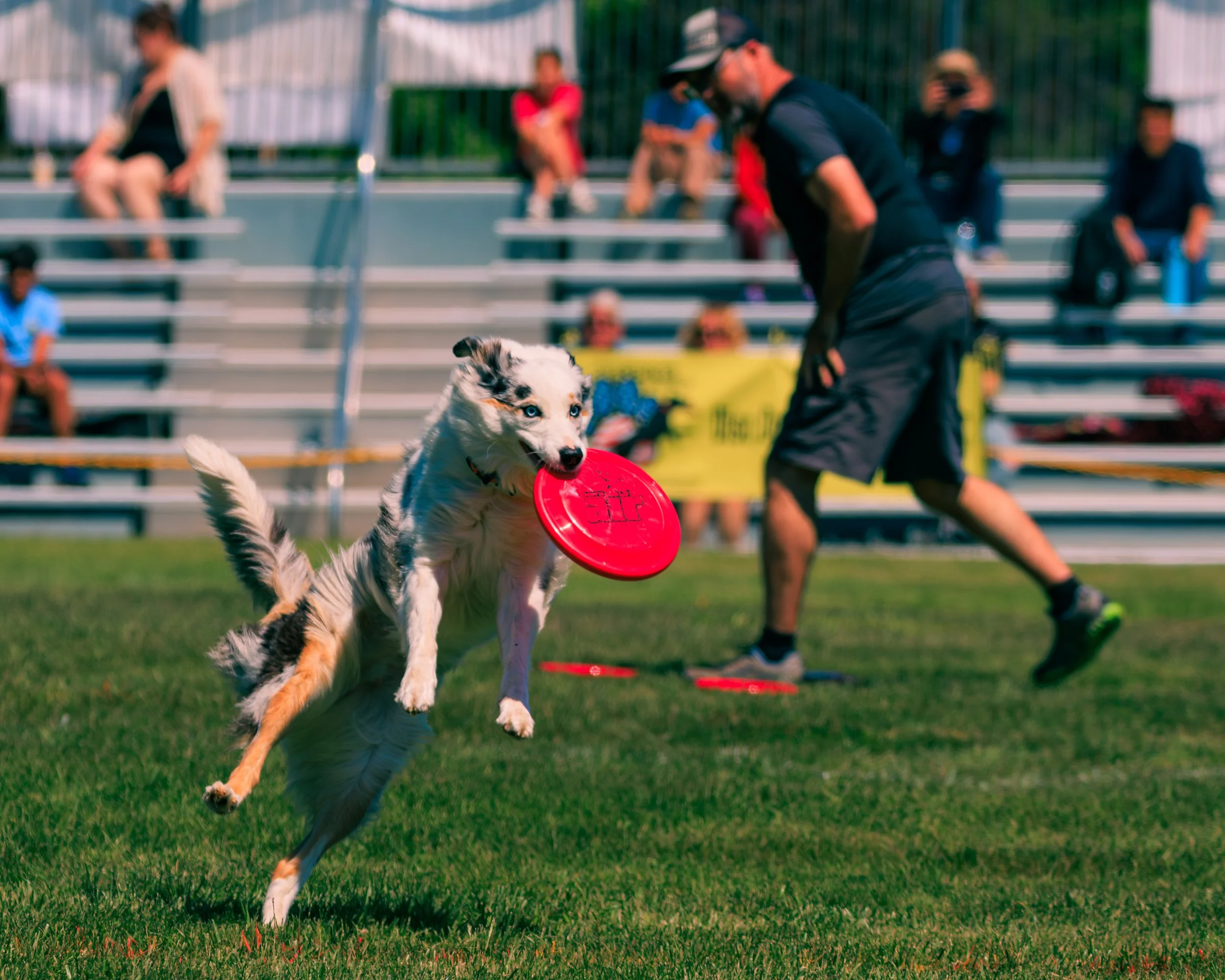 2026FrankenmuthDogBowl_Batch1-9.jpg