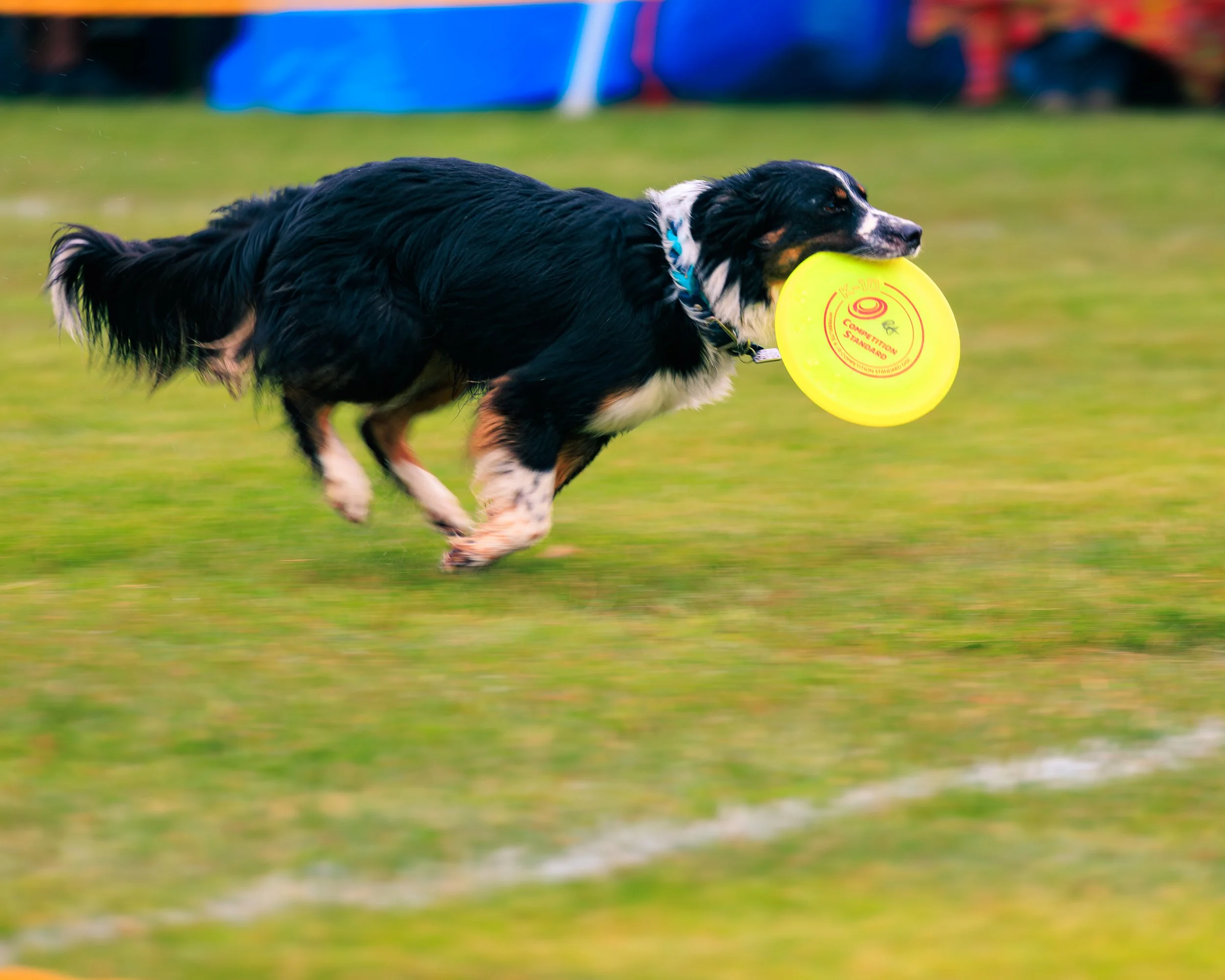 2026FrankenmuthDogBowl_Batch2-1.jpg