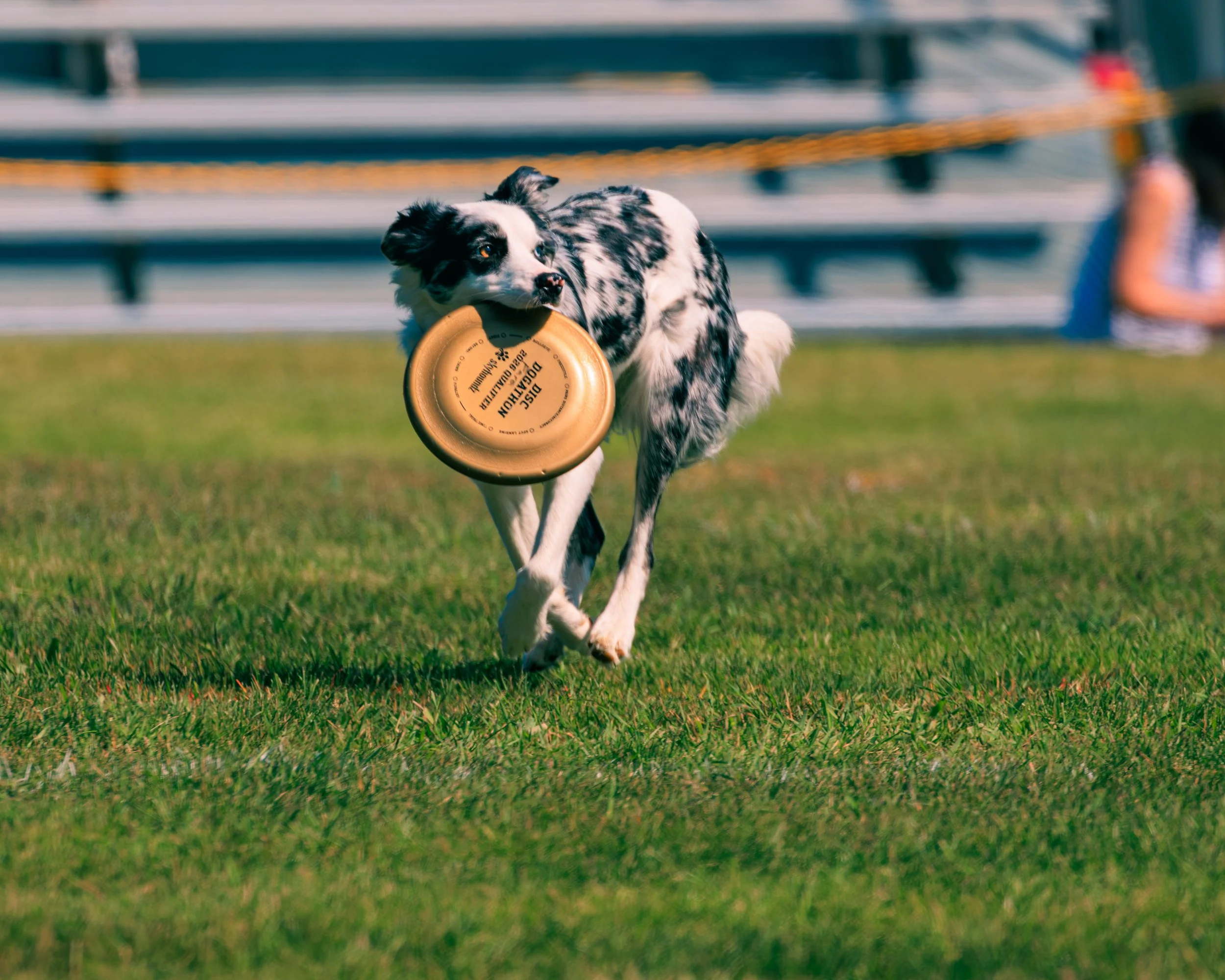 FrankenmuthDogBowl26_Batch5-8.jpg