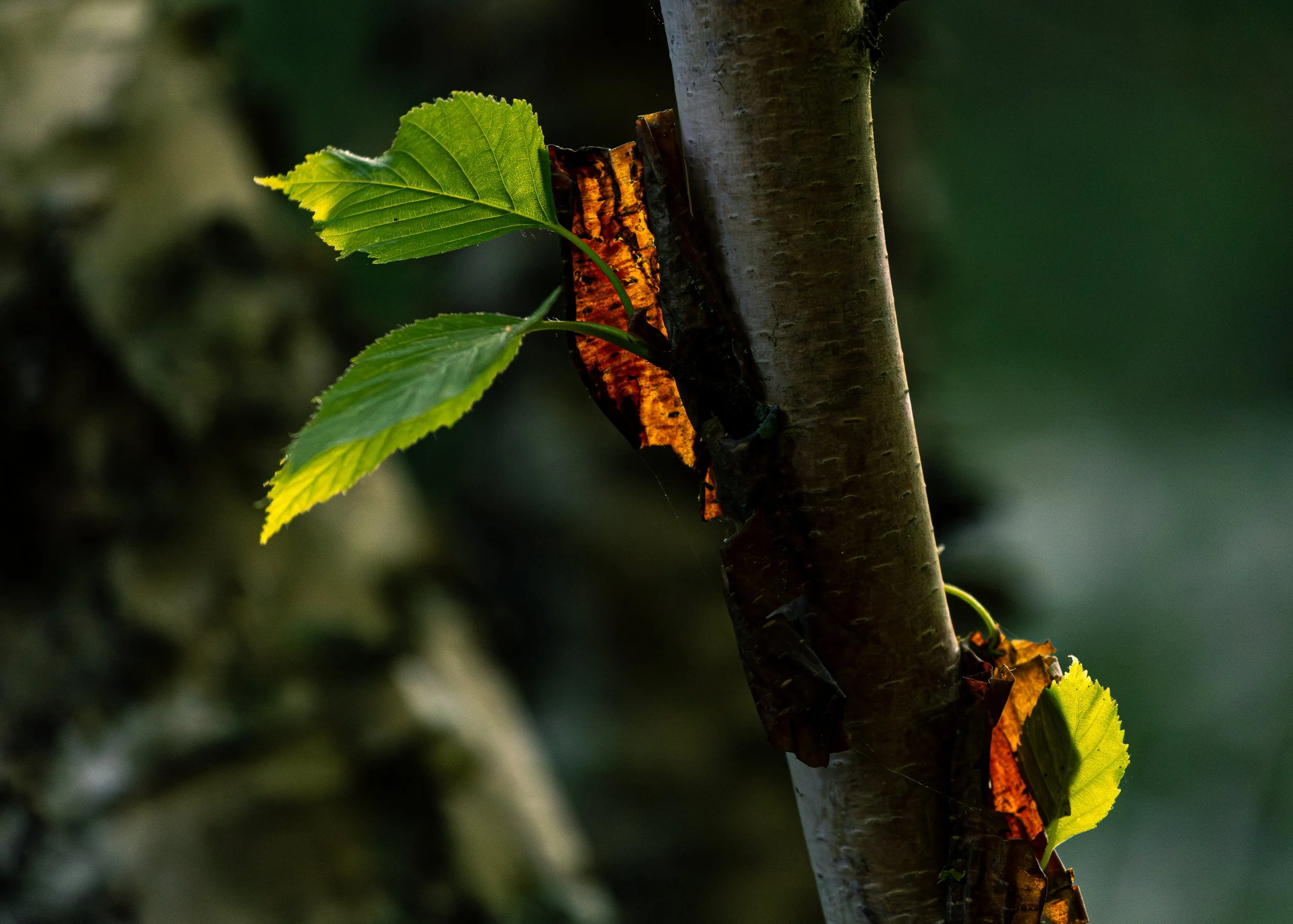 CloseFocusPorcupineMountainsStatePark-15.jpg