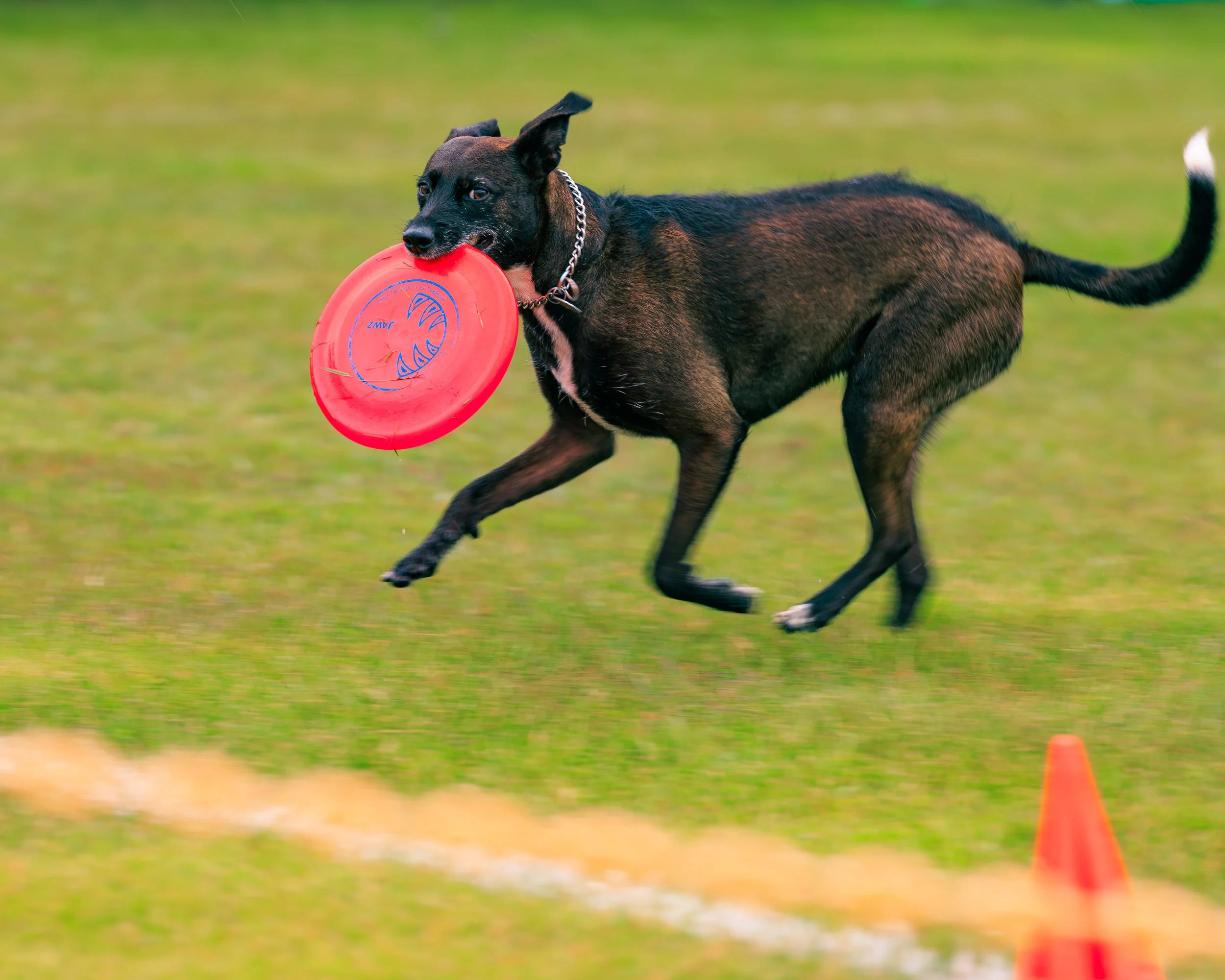 2026FrankenmuthDogBowl_Batch2-5.jpg