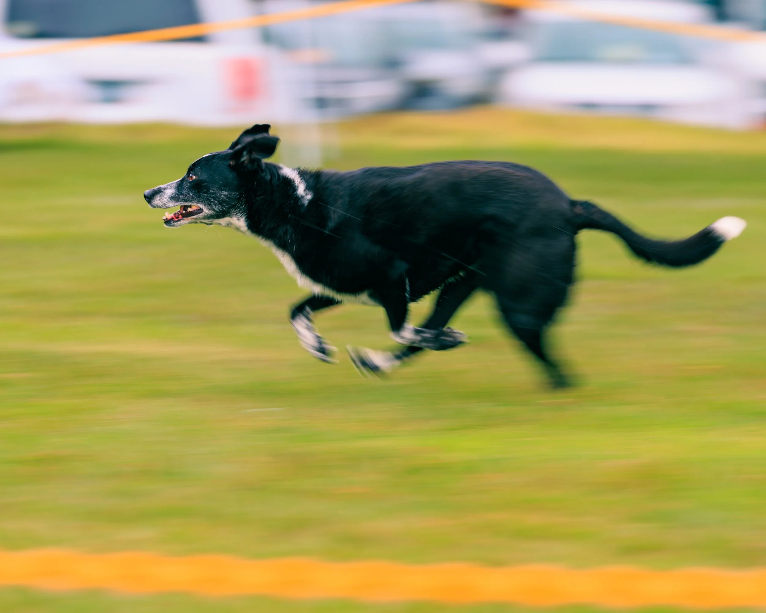 2026FrankenmuthDogBowl_Batch2-7.jpg