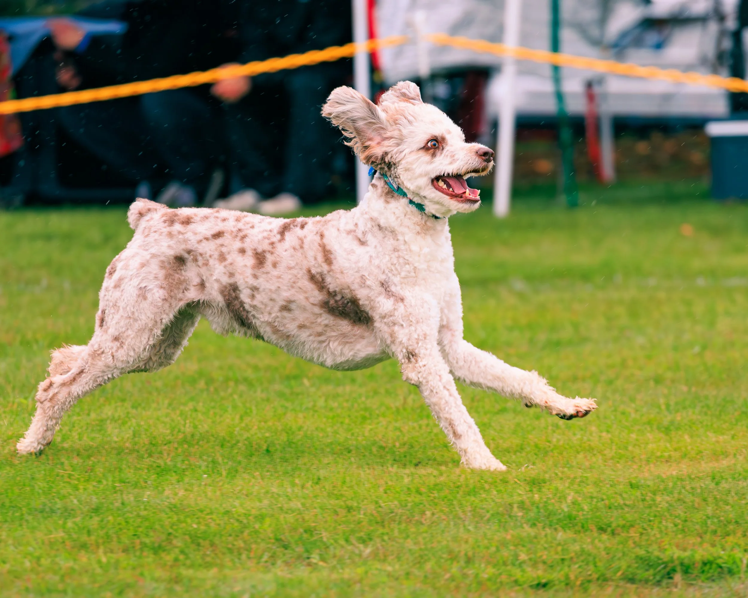 2026FrankenmuthDogBowl_Batch2-4.jpg