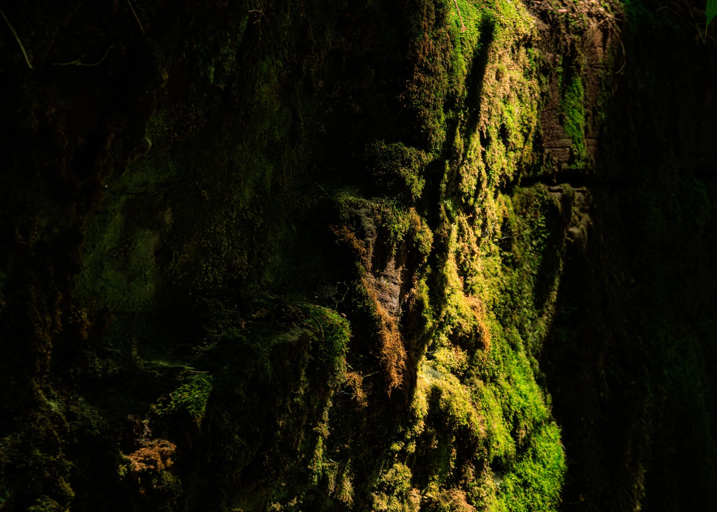 CloseFocusPorcupineMountainsStatePark-7.jpg