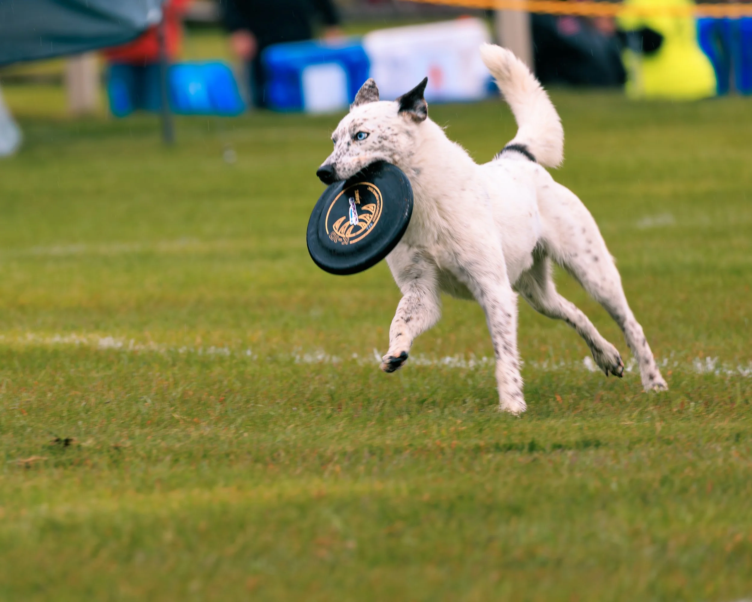 2026FrankenmuthDogBowl_Batch3-3.jpg