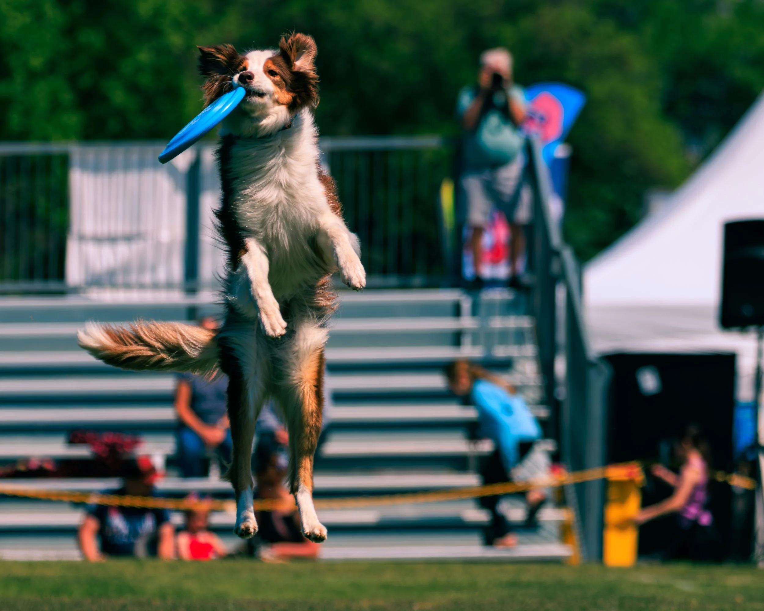 2026FrankenmuthDogBowl_Batch1-3.jpg