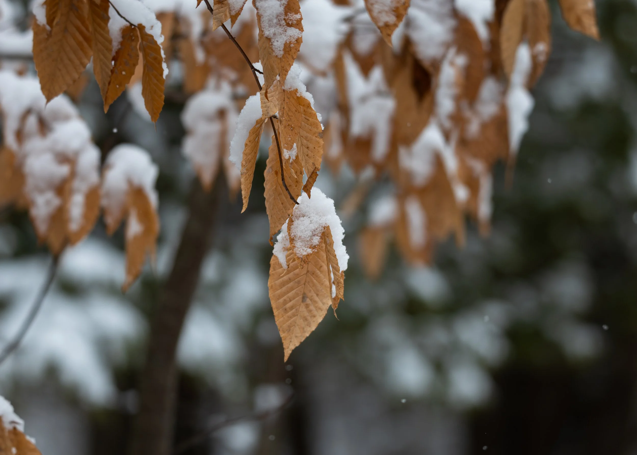 Frozen_Leaf-1.jpg