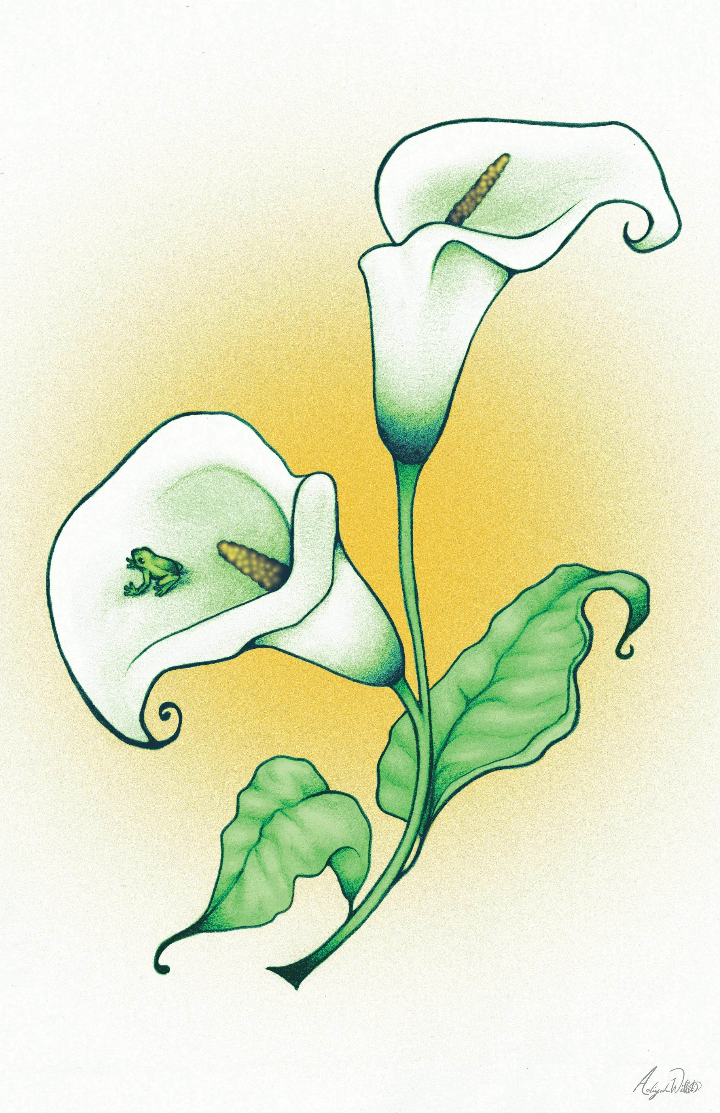 Frog Lily