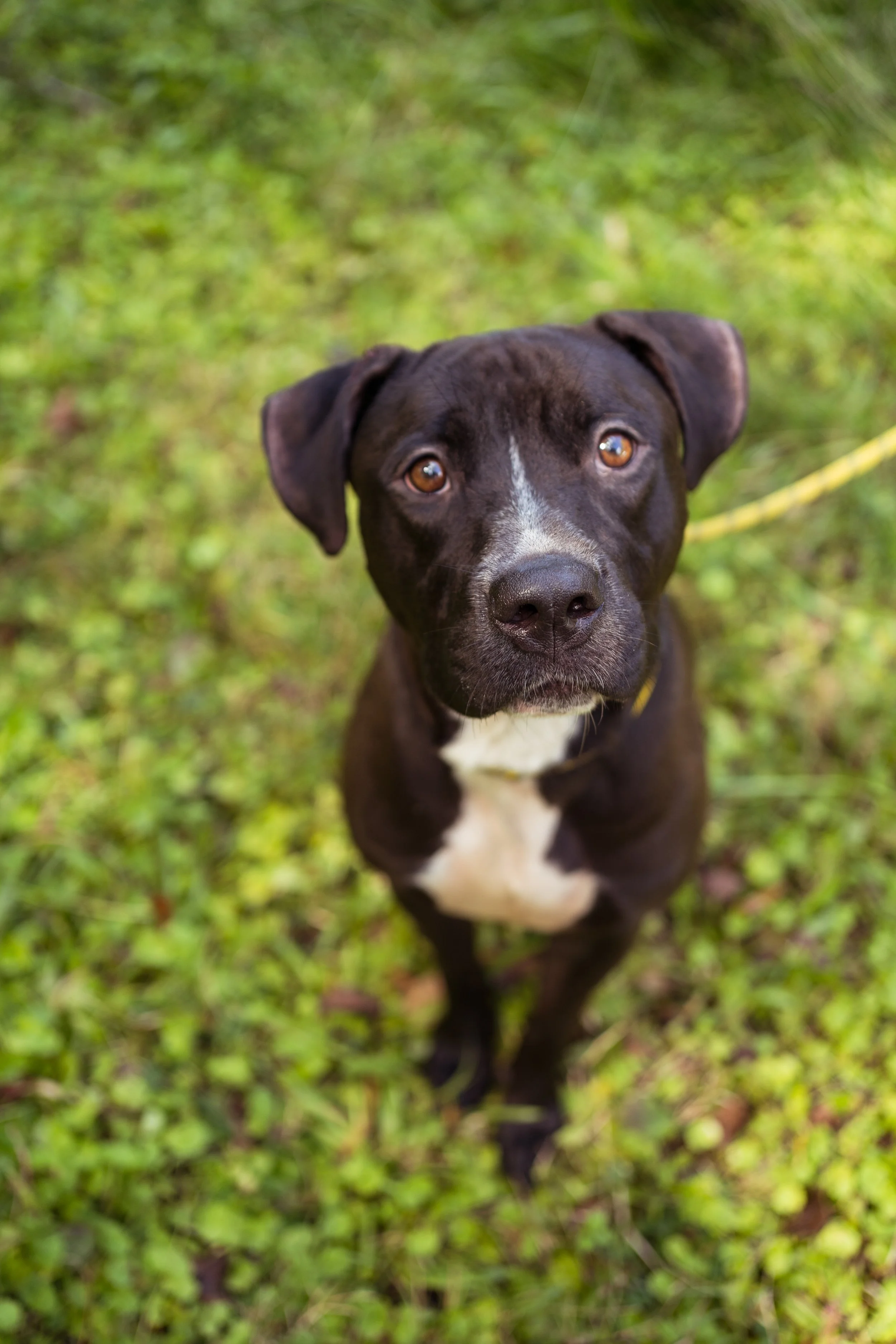 Nick, an adoptable at PACC