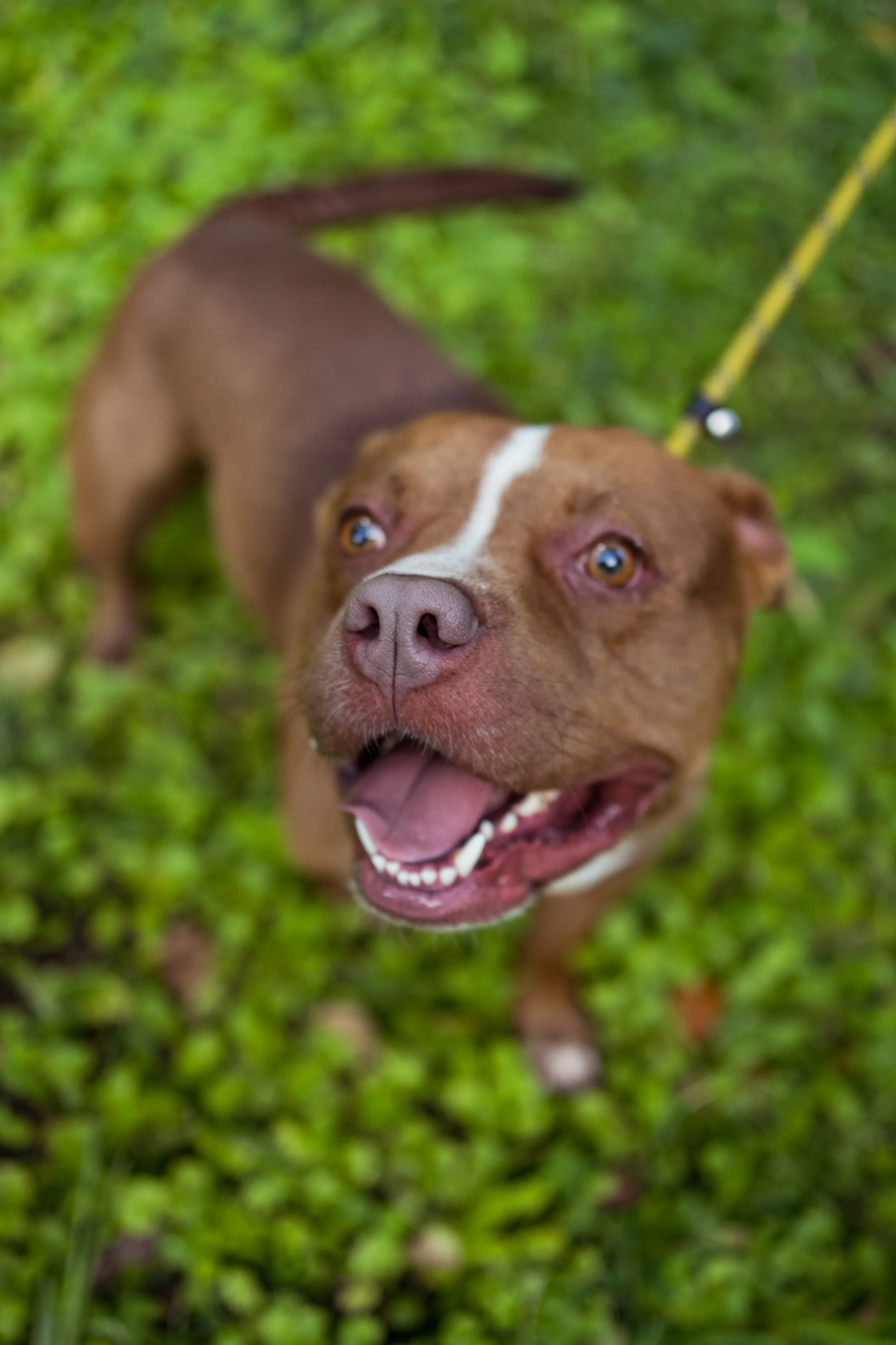 Adoptable Short Stack