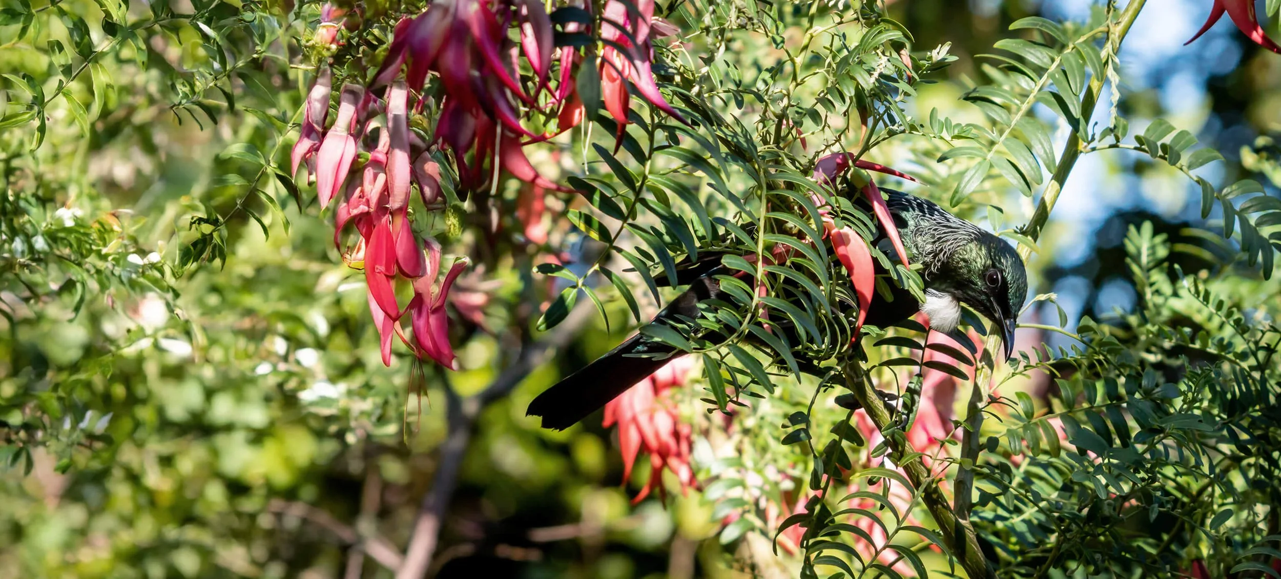 Wholesale Native Plants in Hawke's Bay | Middle Road Natives