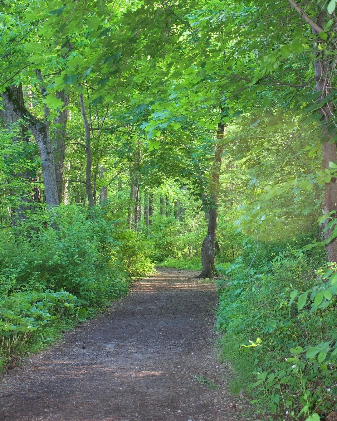 Just a five minute drive from Auberge is the Haverford College Nature Trail, a scenic gravel path that is open to the public. The trail runs through the College's Arboretum, past the duck pond, and along a creek. It is a 2.3 mile loop that's mostly f