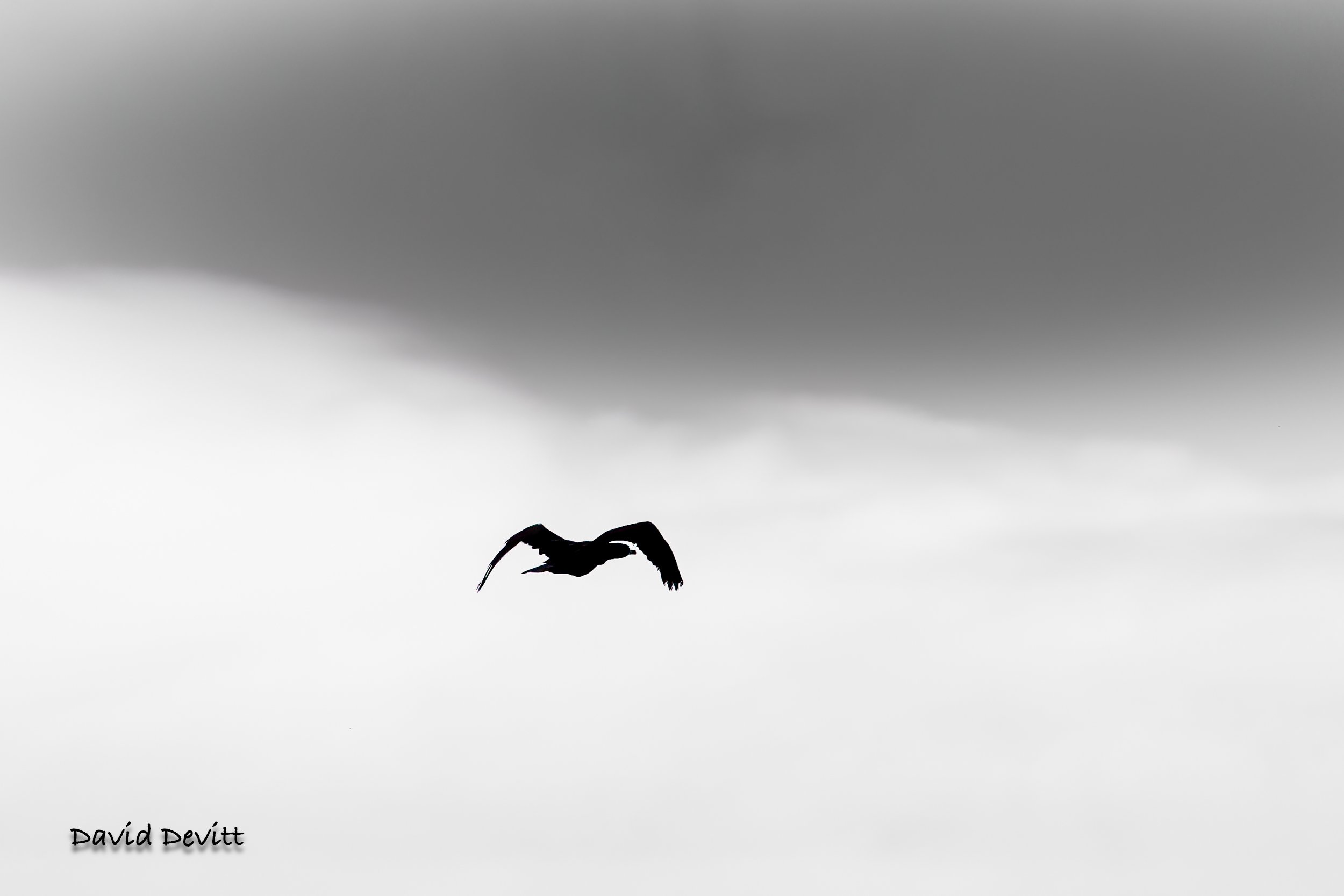 B&Ws-5.jpg