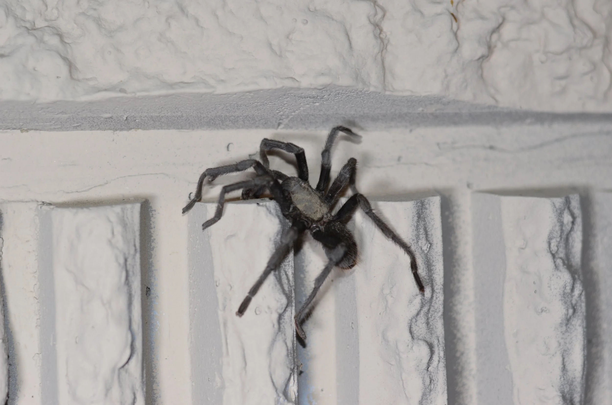 DSC_0511.JPG