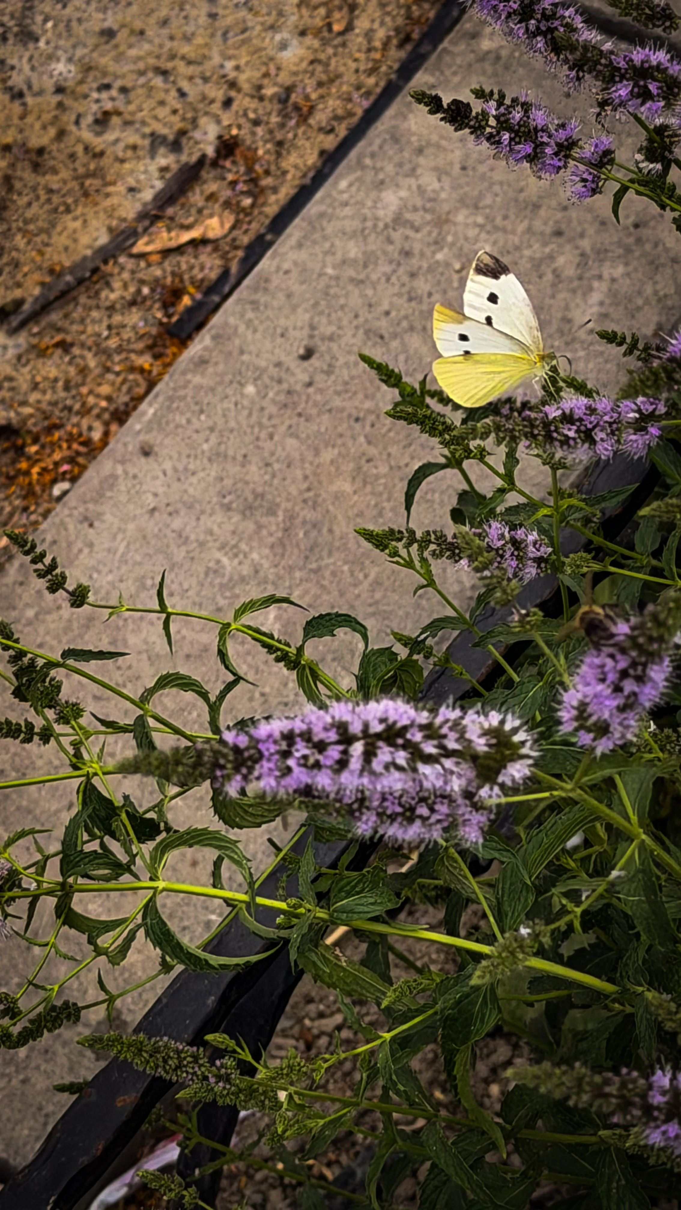 IMG_1096.jpeg