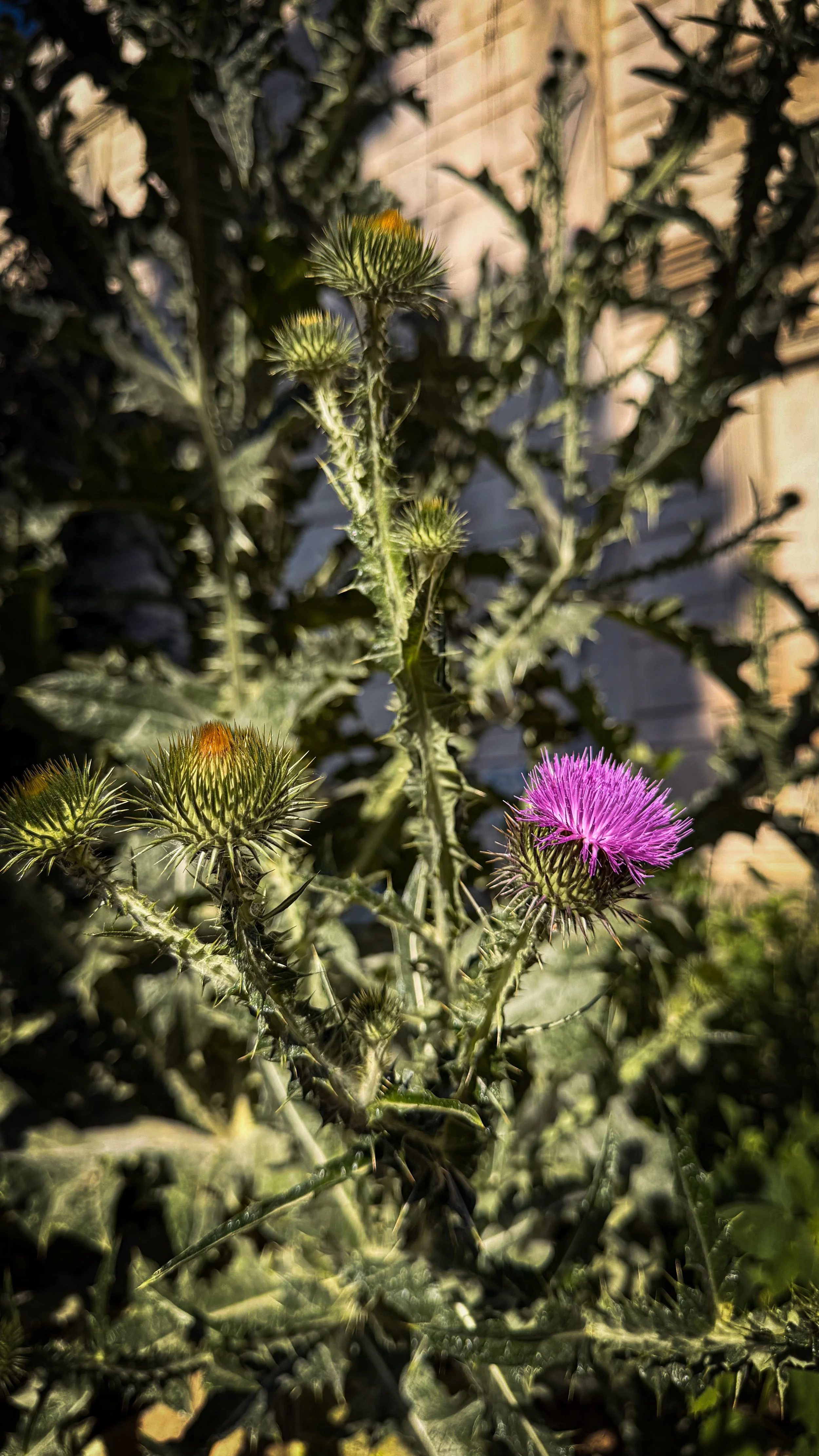 IMG_0478.jpeg