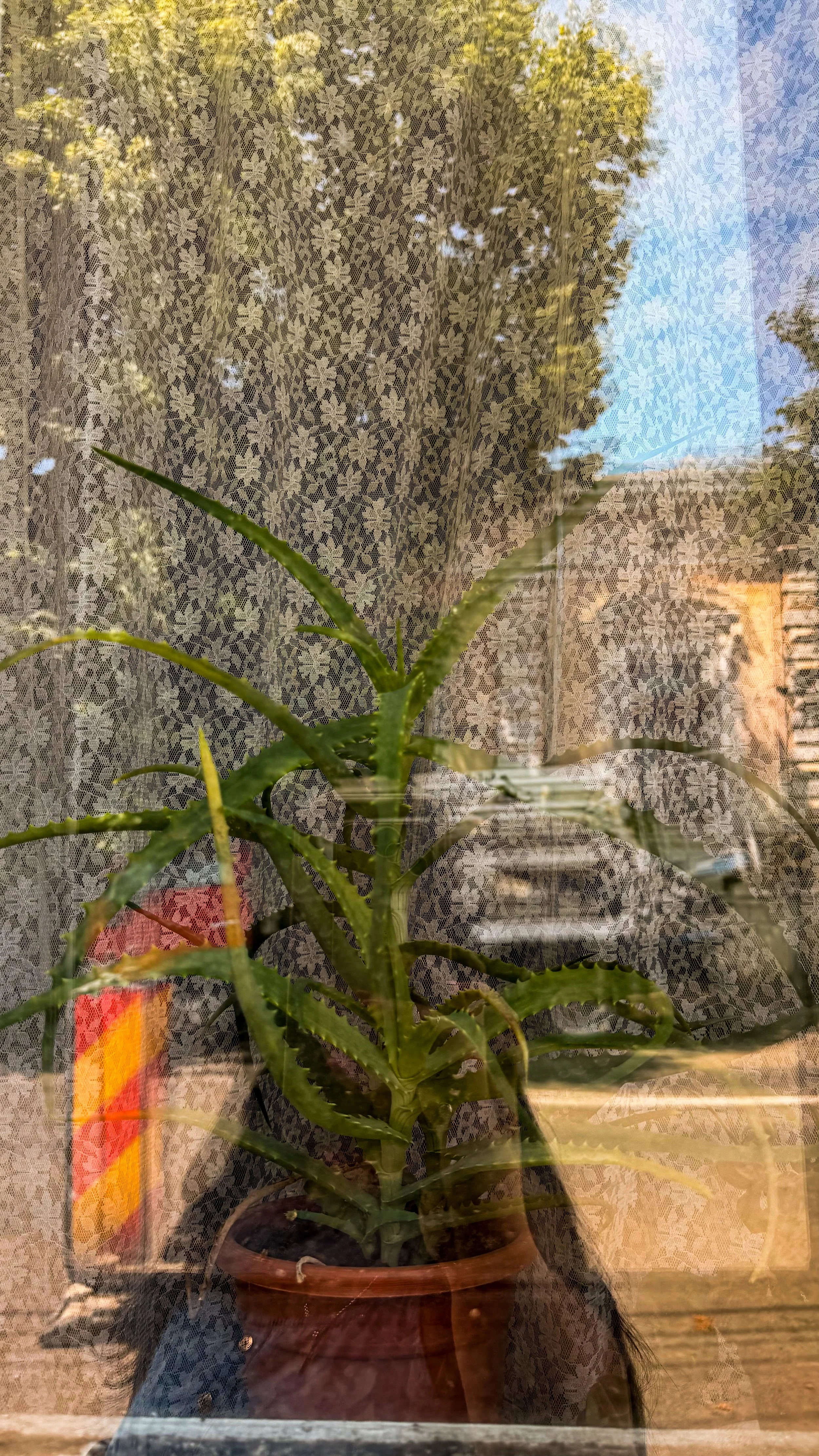 IMG_1481.jpeg