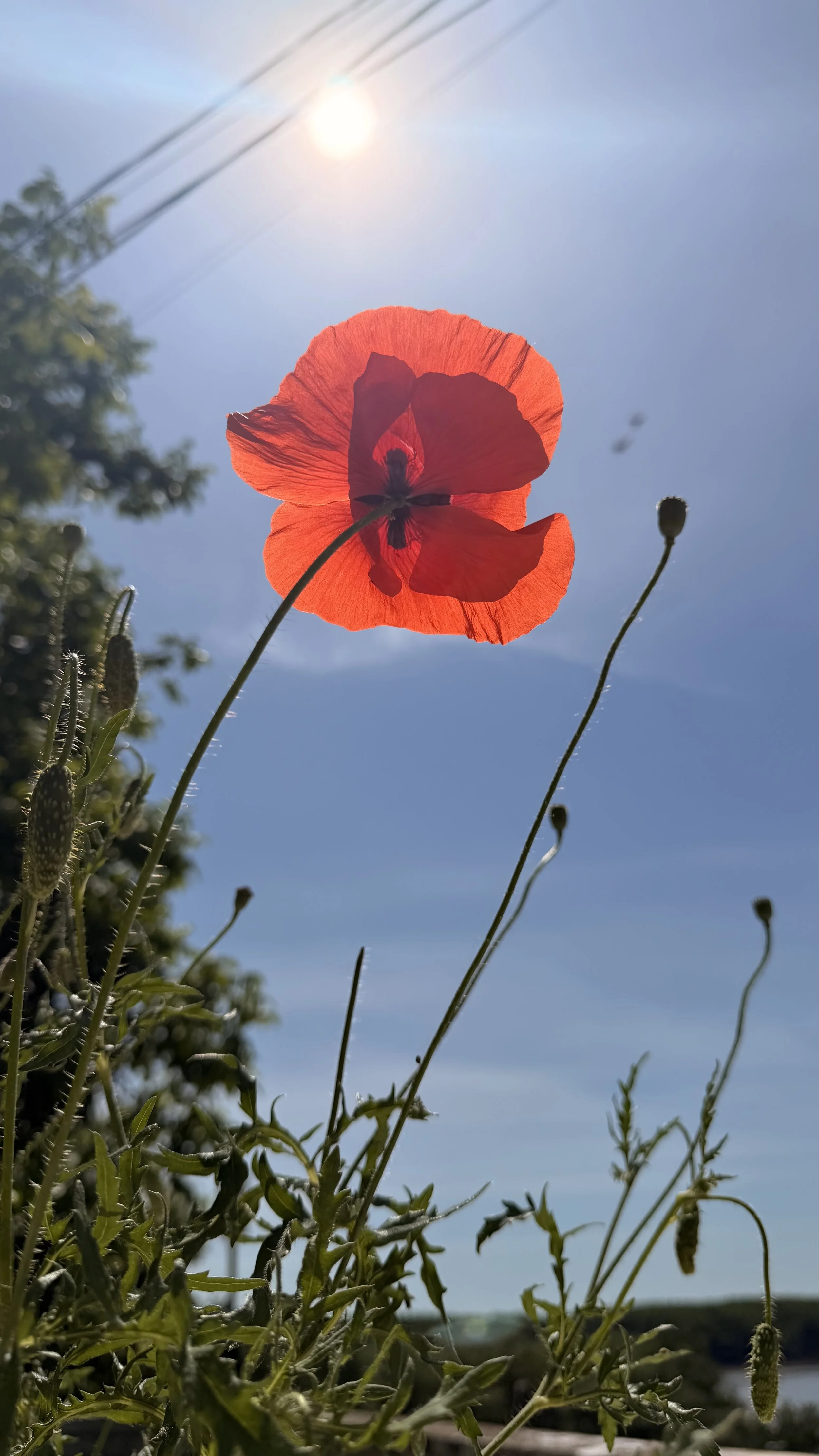 IMG_9770.jpeg