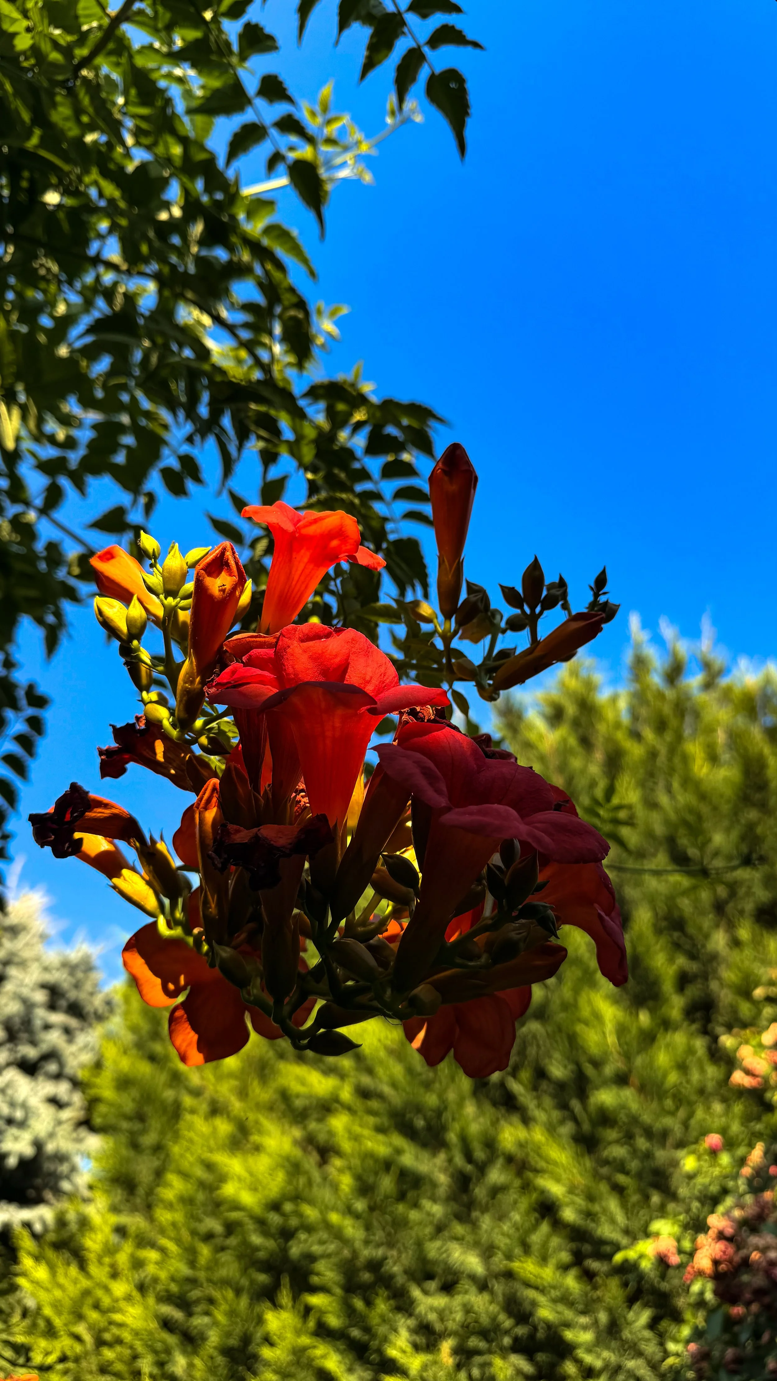 IMG_1560.jpeg